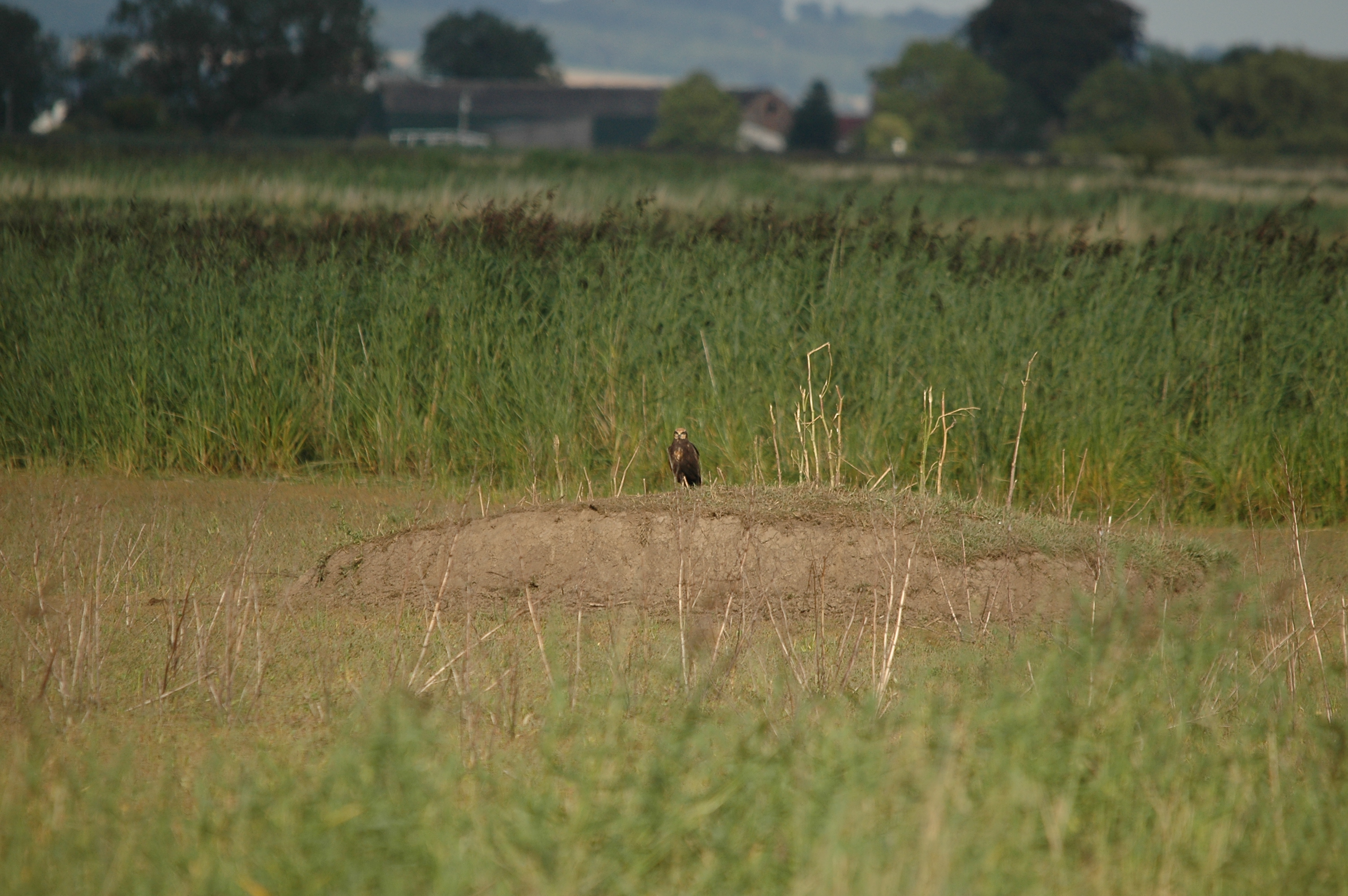 photos/wildlife/Bird_Species/032-Hawks-Eagles-Harriers-Falcons/0688-Western_Marsh-Harrier/DSC_7128.JPG
