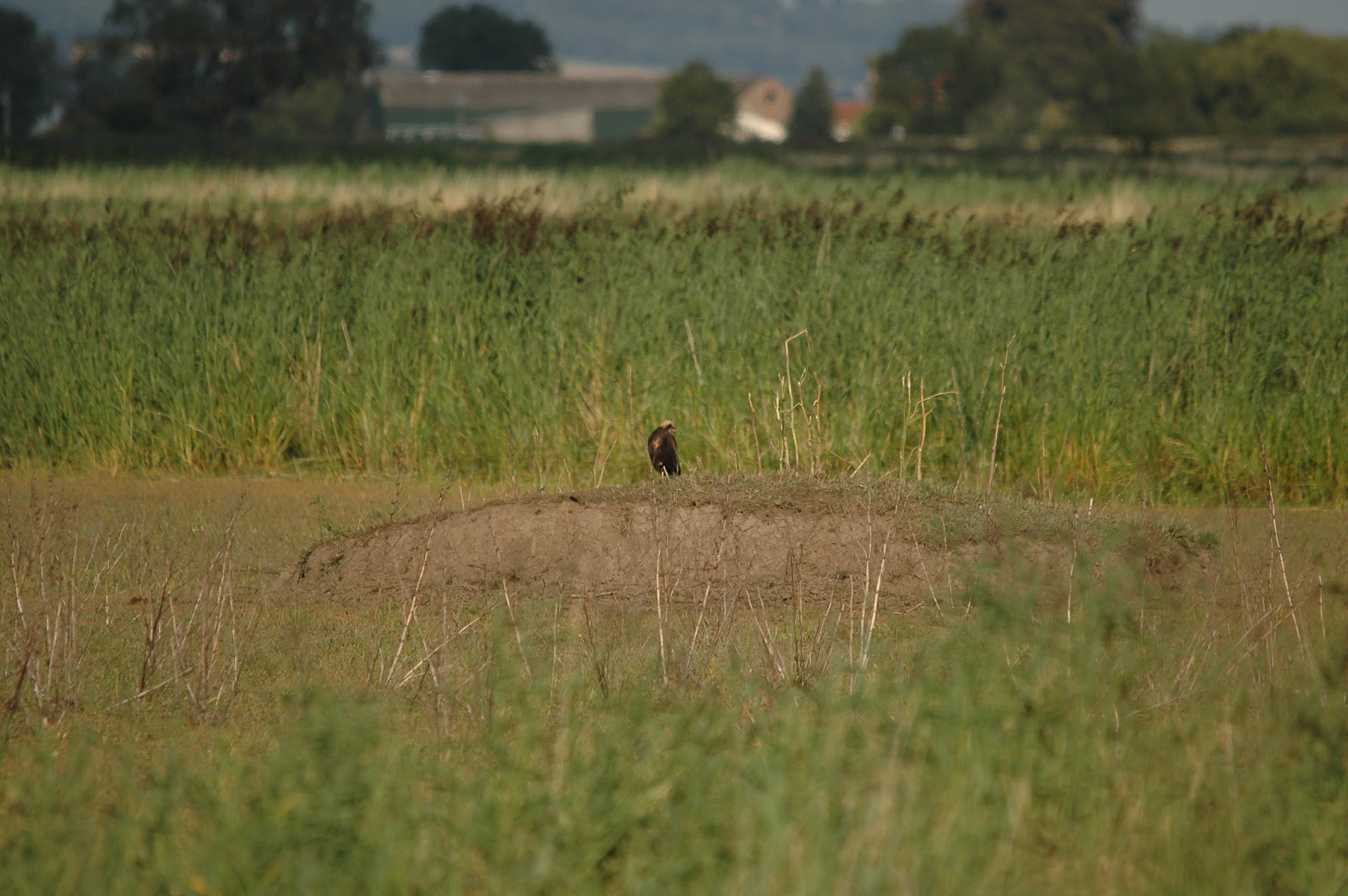 photos/wildlife/Bird_Species/032-Hawks-Eagles-Harriers-Falcons/0688-Western_Marsh-Harrier/DSC_7129.JPG