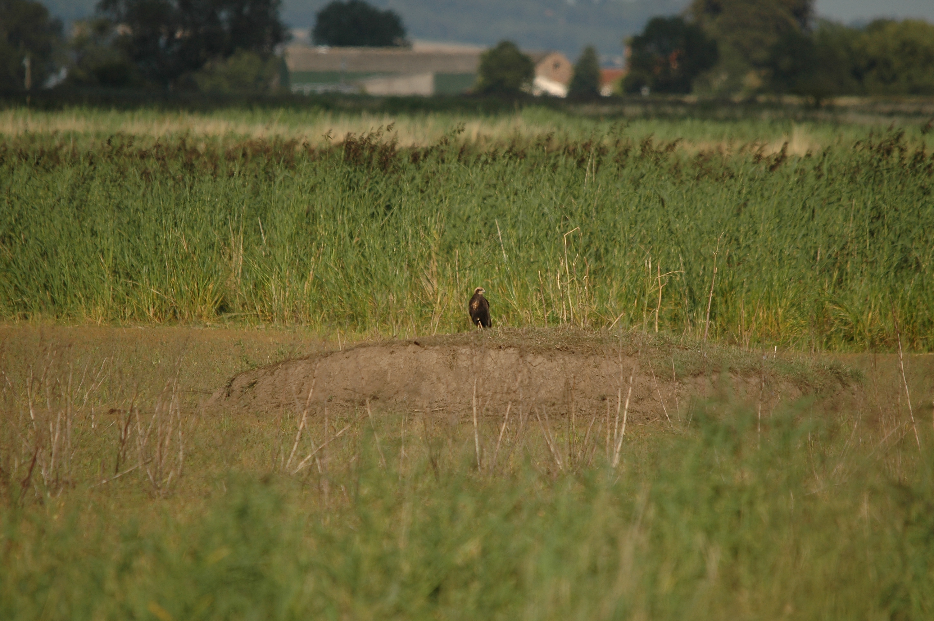 photos/wildlife/Bird_Species/032-Hawks-Eagles-Harriers-Falcons/0688-Western_Marsh-Harrier/DSC_7130.JPG