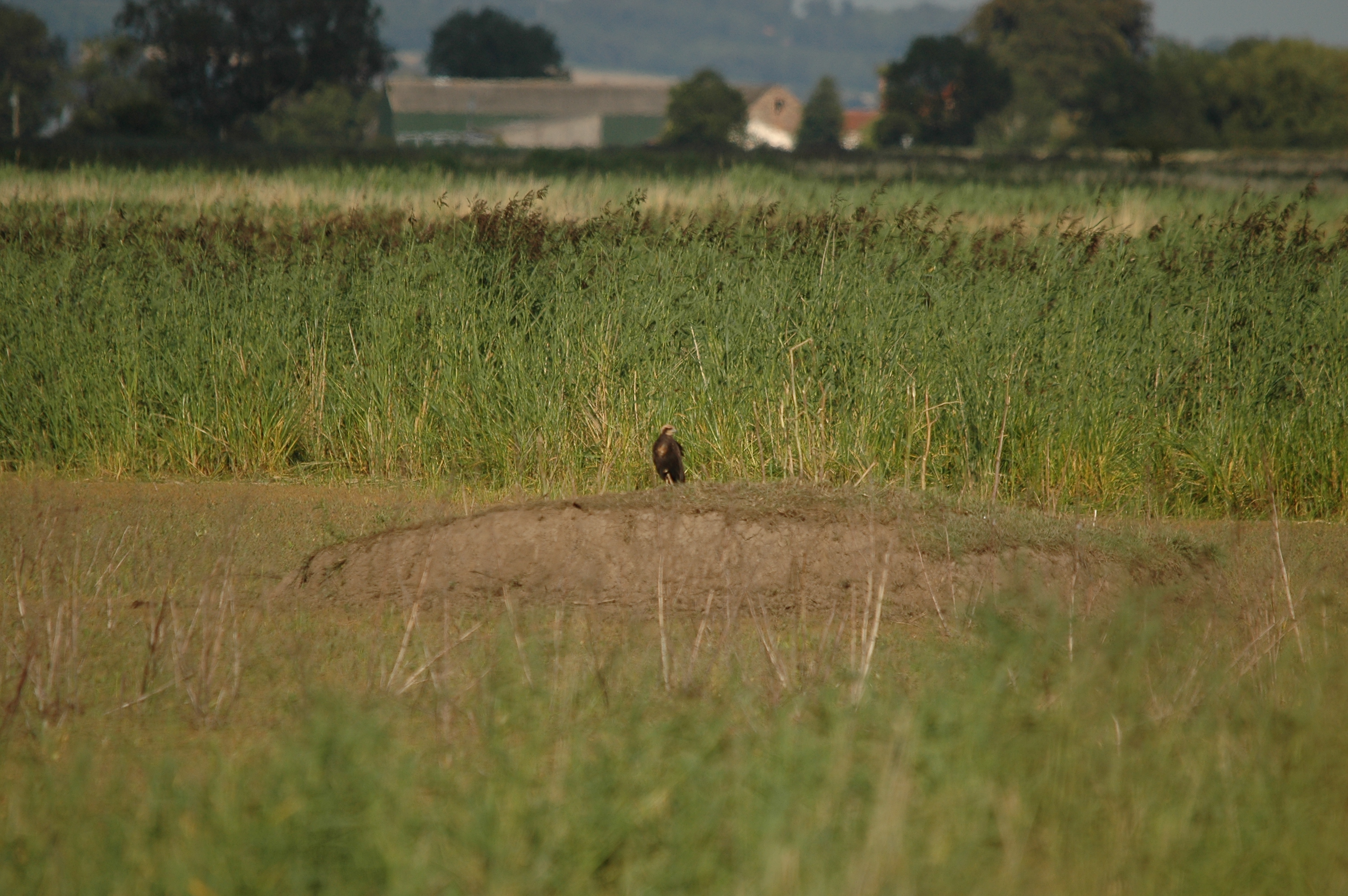 photos/wildlife/Bird_Species/032-Hawks-Eagles-Harriers-Falcons/0688-Western_Marsh-Harrier/DSC_7131.JPG
