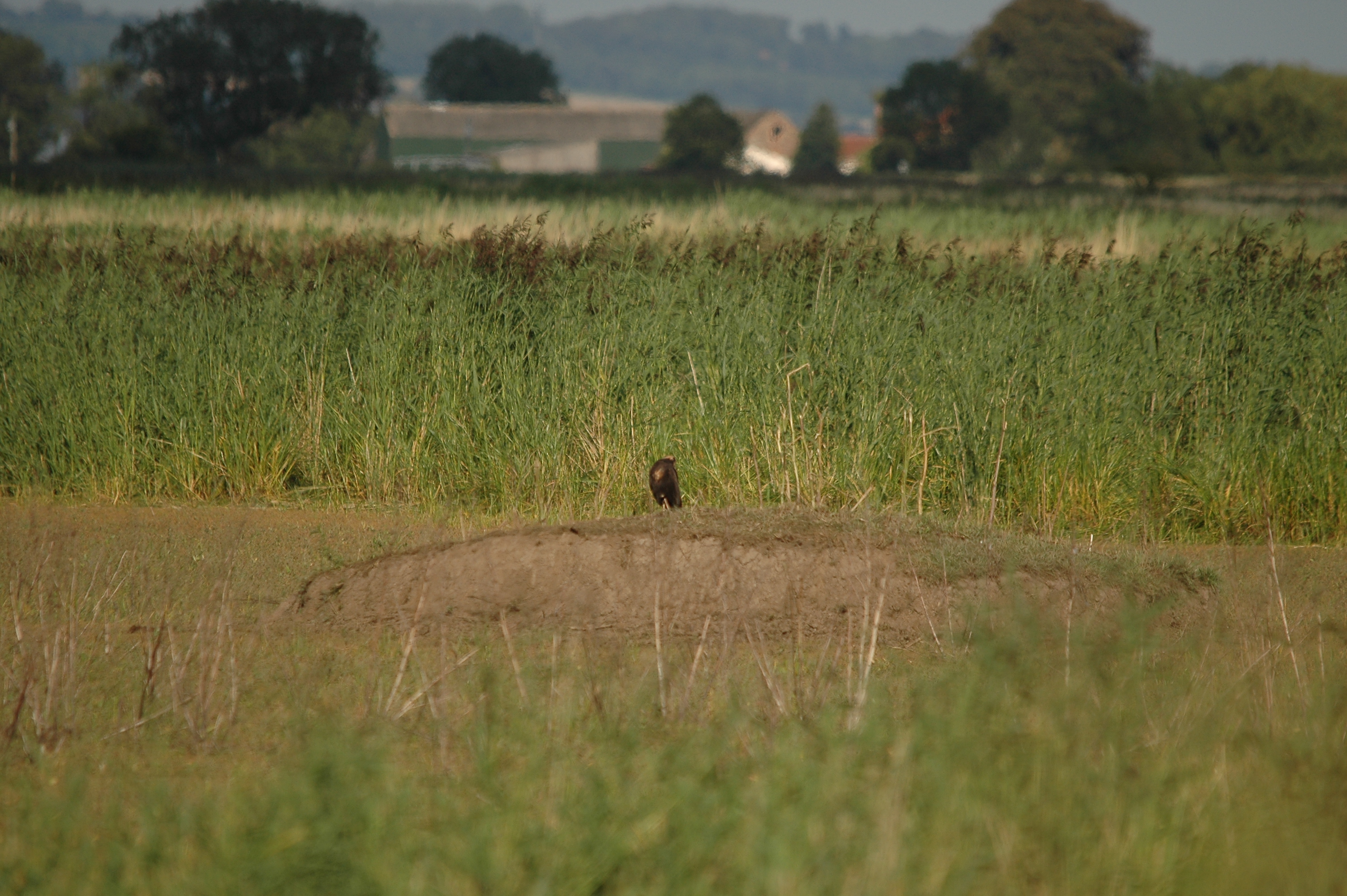 photos/wildlife/Bird_Species/032-Hawks-Eagles-Harriers-Falcons/0688-Western_Marsh-Harrier/DSC_7132.JPG