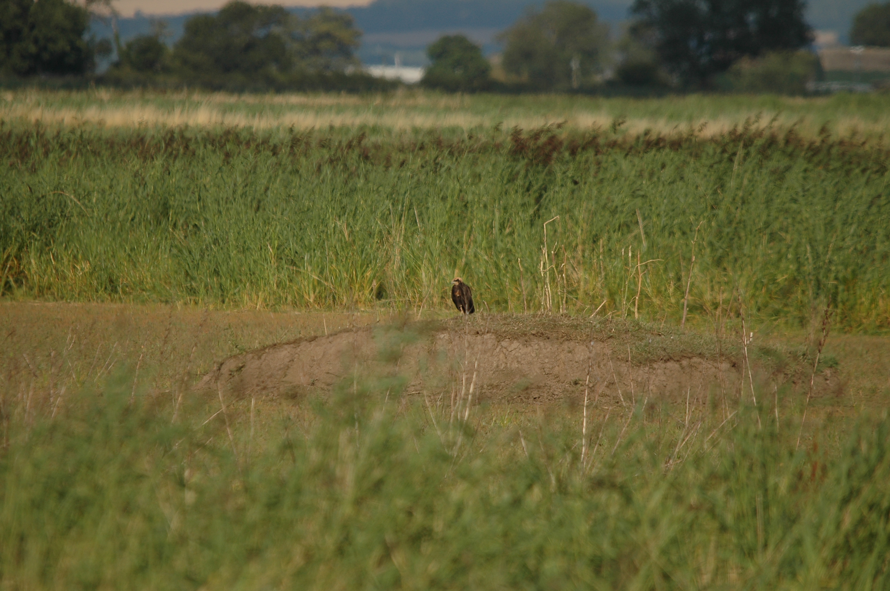 photos/wildlife/Bird_Species/032-Hawks-Eagles-Harriers-Falcons/0688-Western_Marsh-Harrier/DSC_7133.JPG