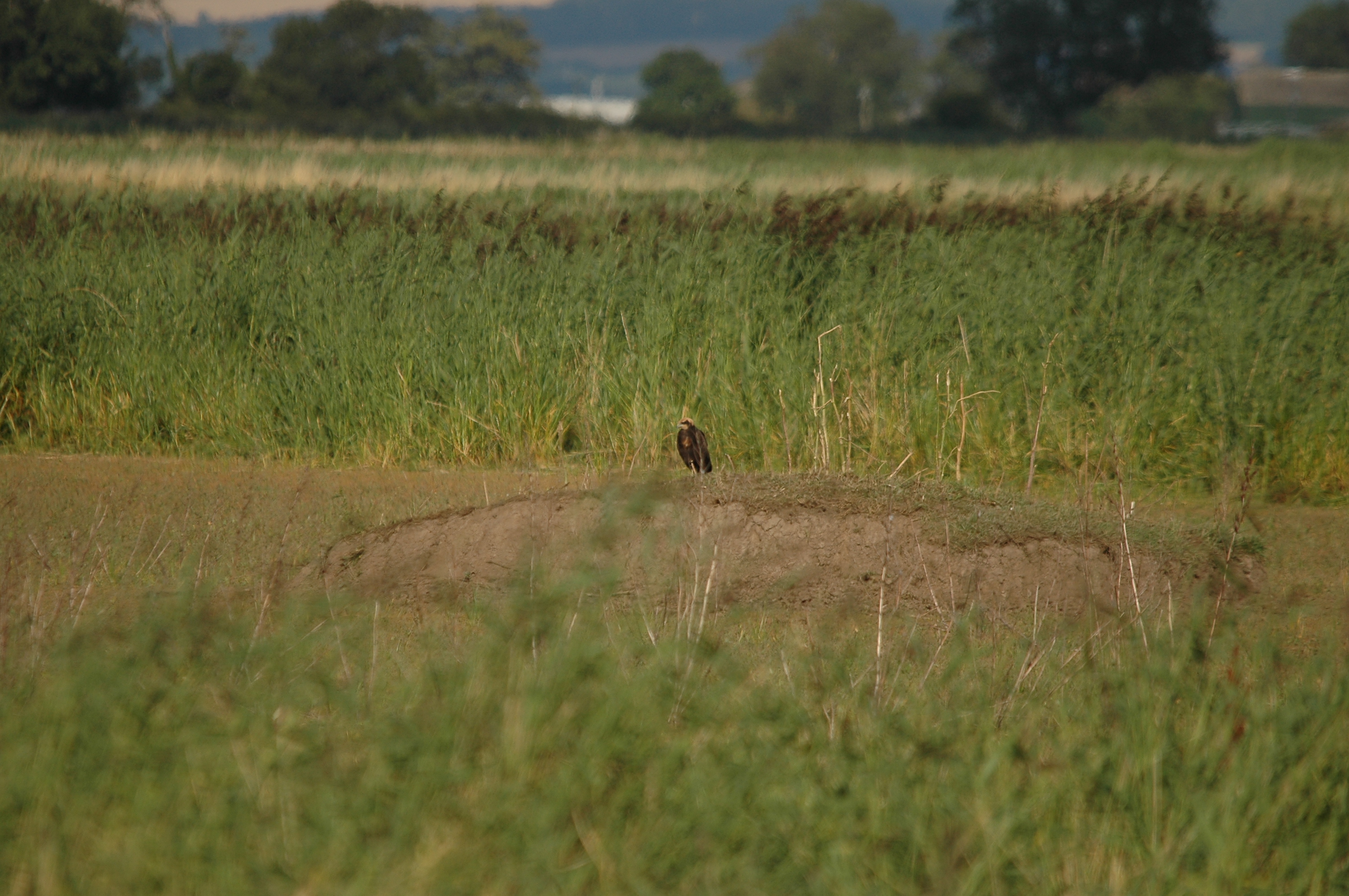 photos/wildlife/Bird_Species/032-Hawks-Eagles-Harriers-Falcons/0688-Western_Marsh-Harrier/DSC_7134.JPG