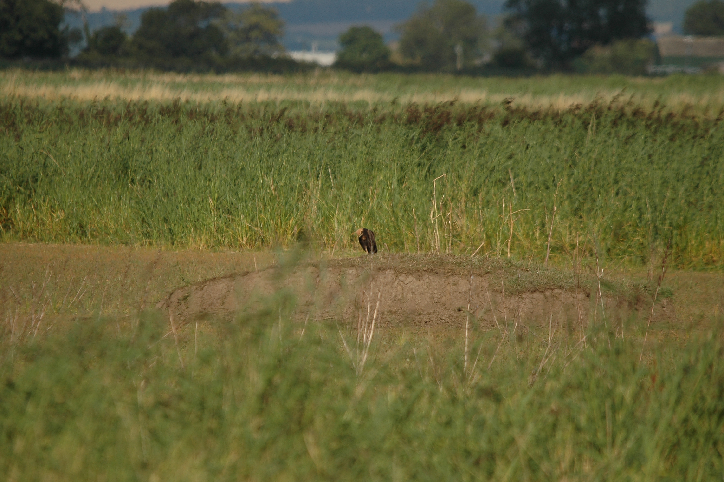 photos/wildlife/Bird_Species/032-Hawks-Eagles-Harriers-Falcons/0688-Western_Marsh-Harrier/DSC_7135.JPG