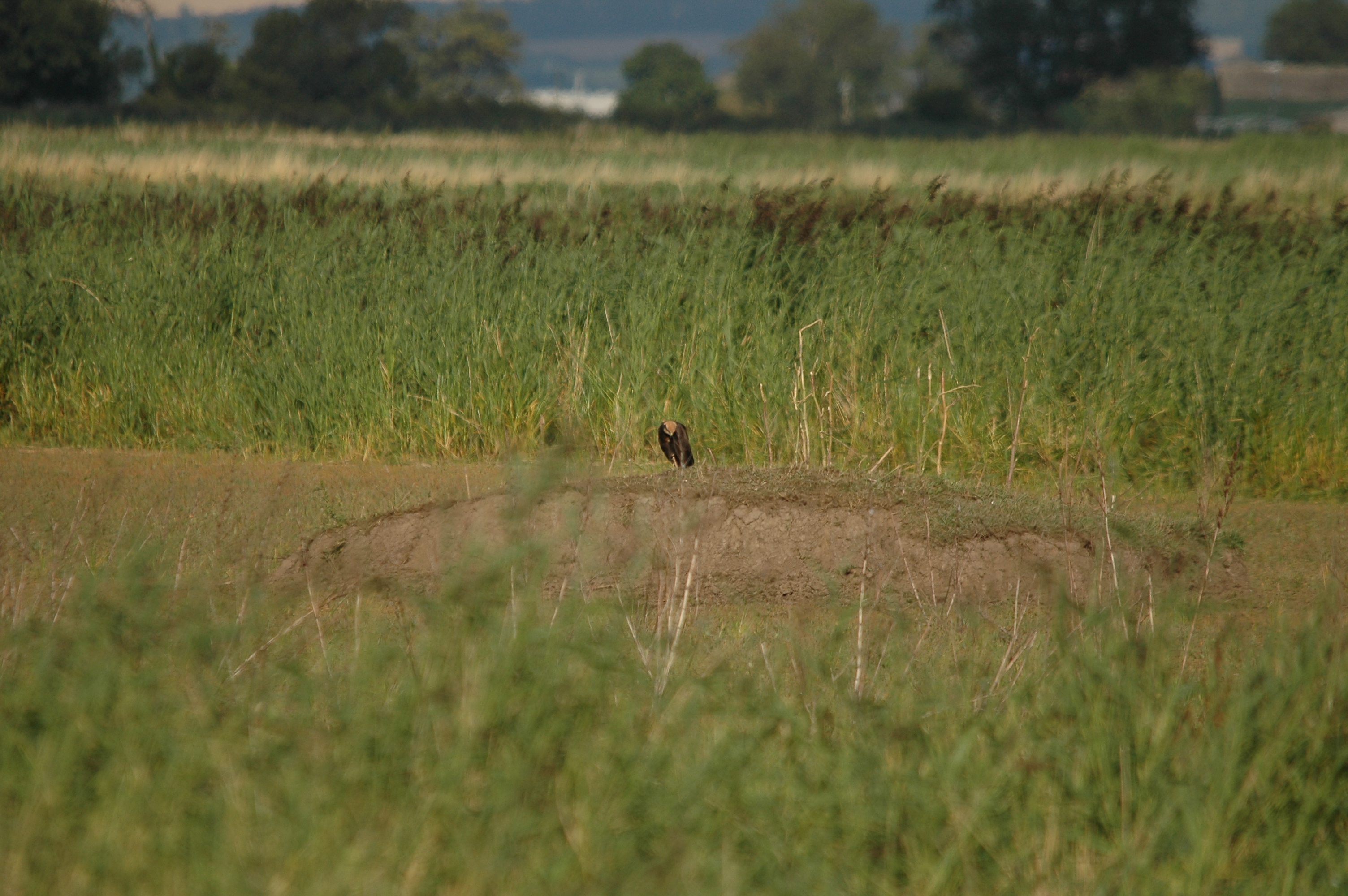 photos/wildlife/Bird_Species/032-Hawks-Eagles-Harriers-Falcons/0688-Western_Marsh-Harrier/DSC_7136.JPG
