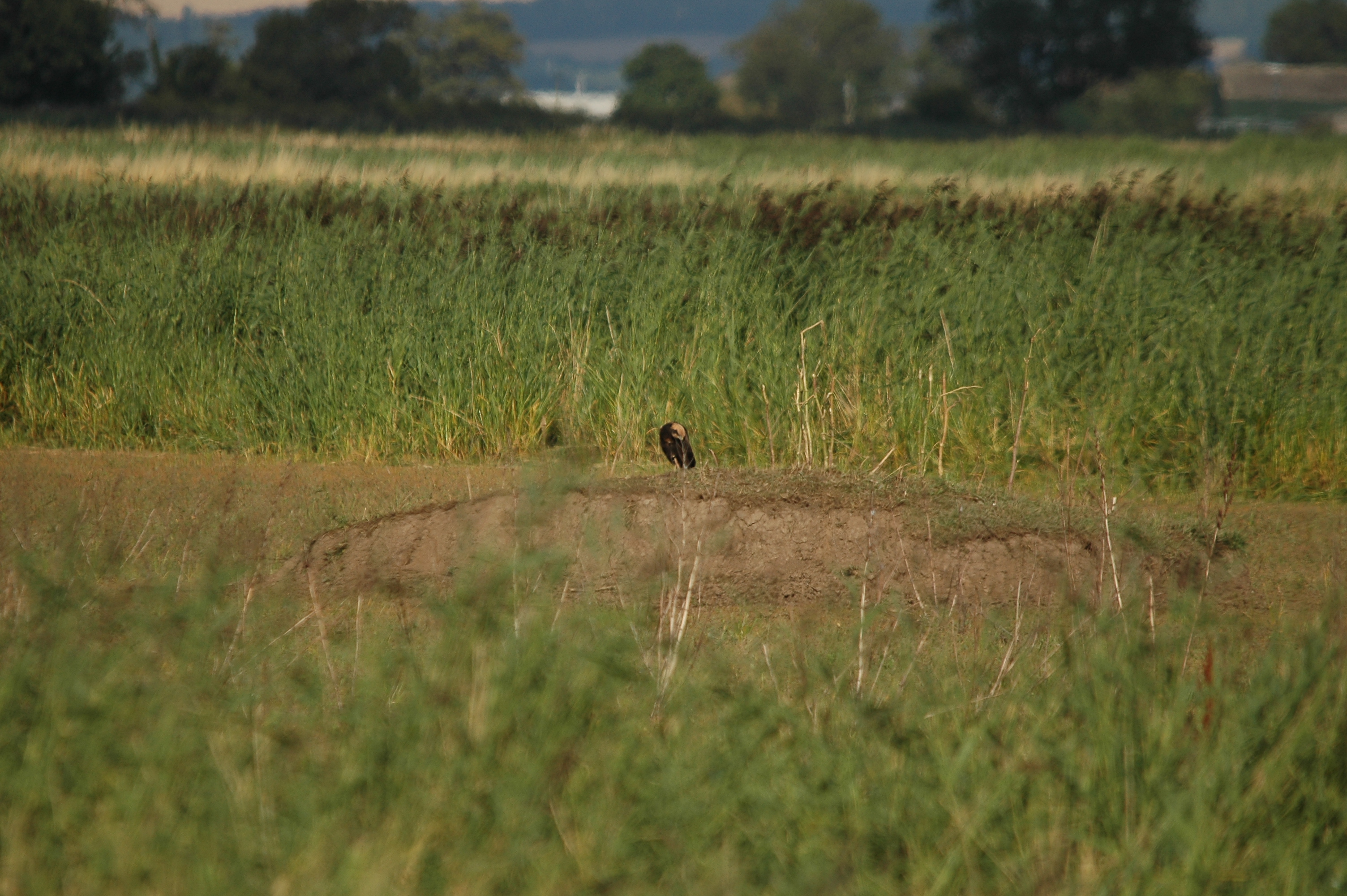 photos/wildlife/Bird_Species/032-Hawks-Eagles-Harriers-Falcons/0688-Western_Marsh-Harrier/DSC_7137.JPG