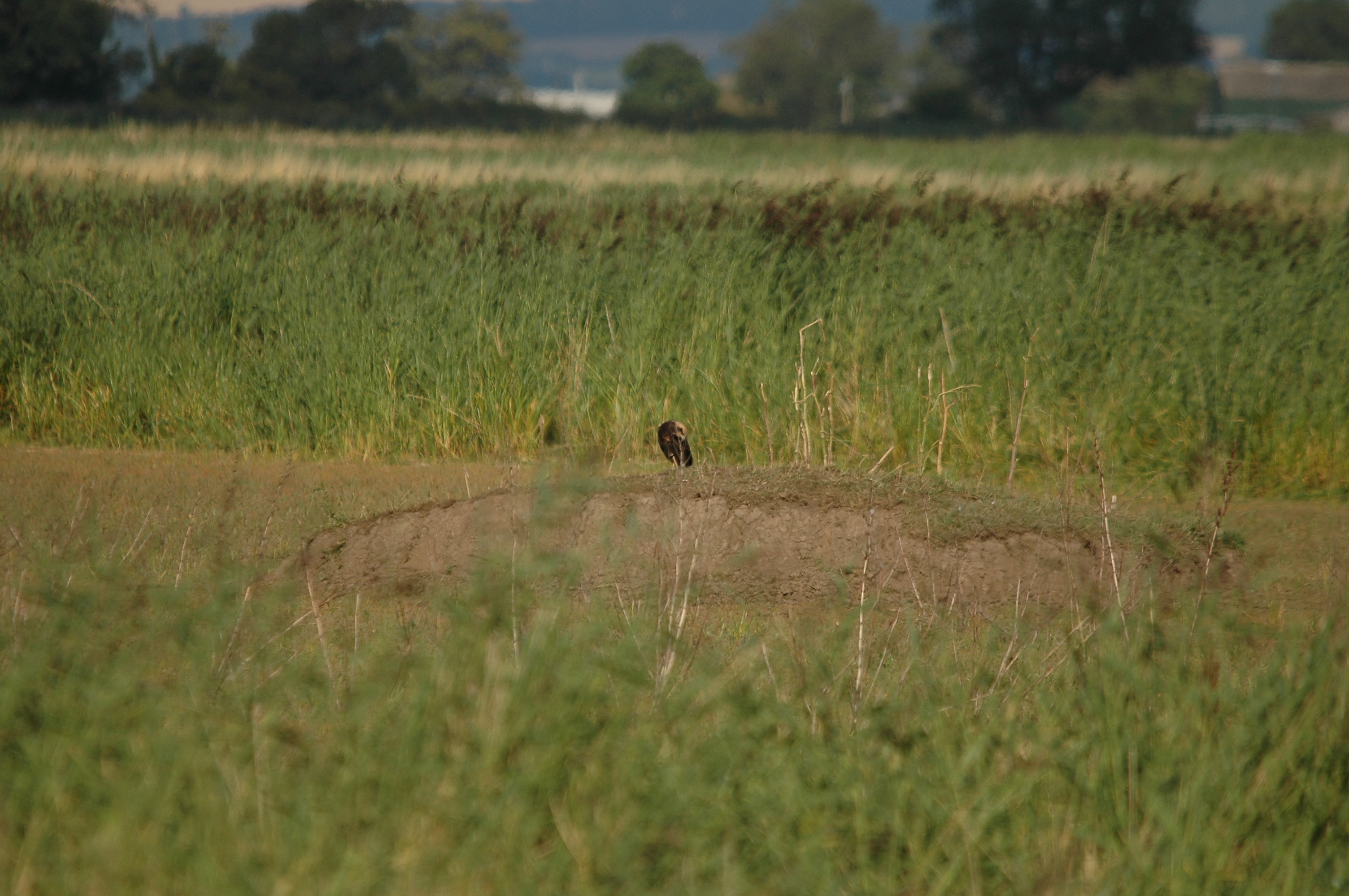 photos/wildlife/Bird_Species/032-Hawks-Eagles-Harriers-Falcons/0688-Western_Marsh-Harrier/DSC_7138.JPG