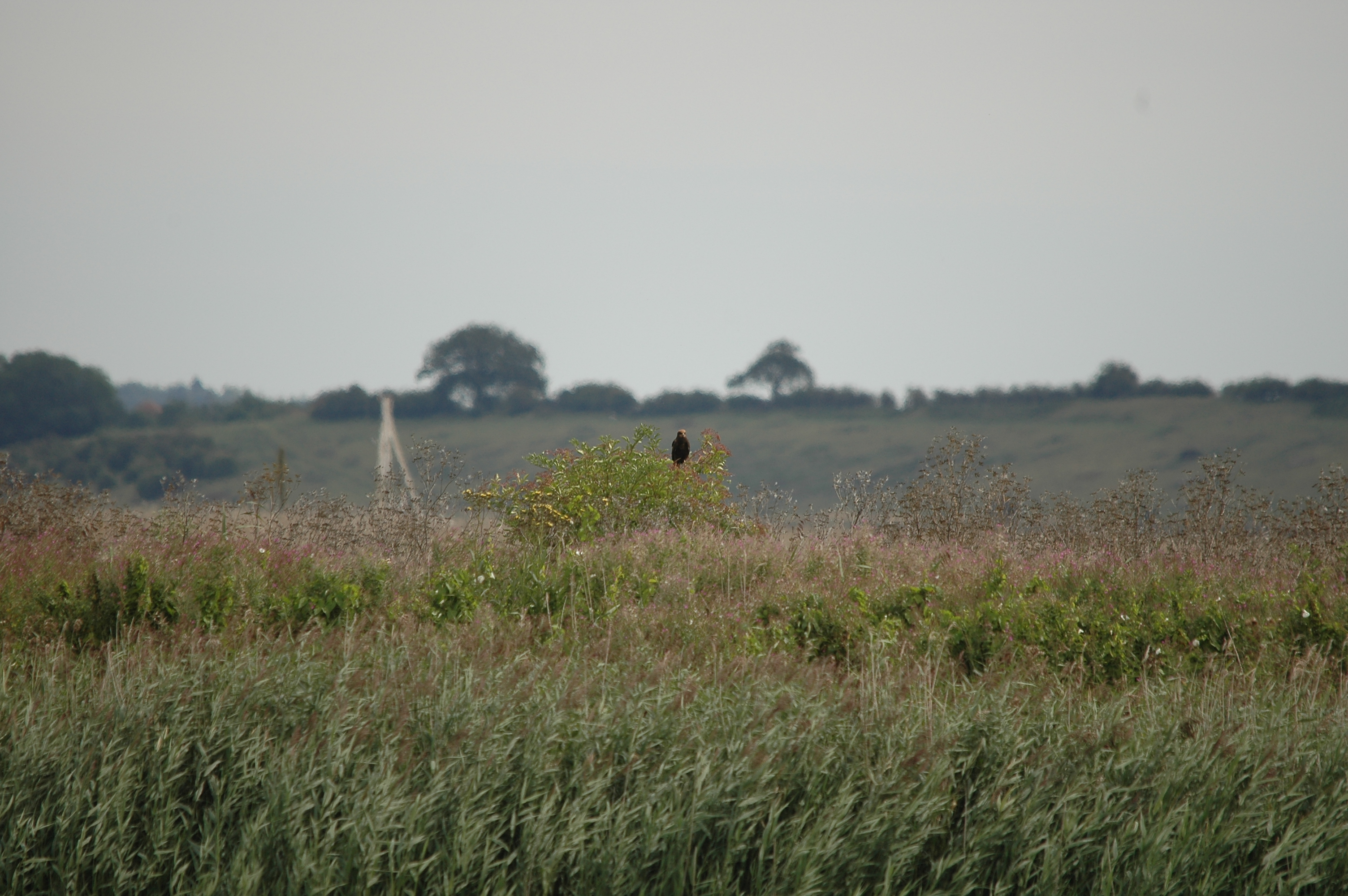 photos/wildlife/Bird_Species/032-Hawks-Eagles-Harriers-Falcons/0688-Western_Marsh-Harrier/DSC_7143.JPG