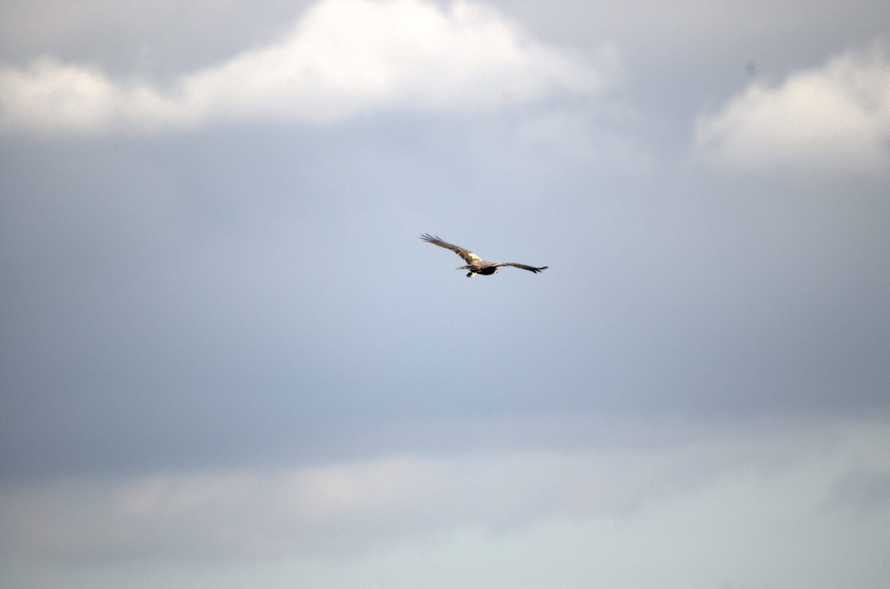 photos/wildlife/Bird_Species/032-Hawks-Eagles-Harriers-Falcons/0688-Western_Marsh-Harrier/dsc_1959.jpeg