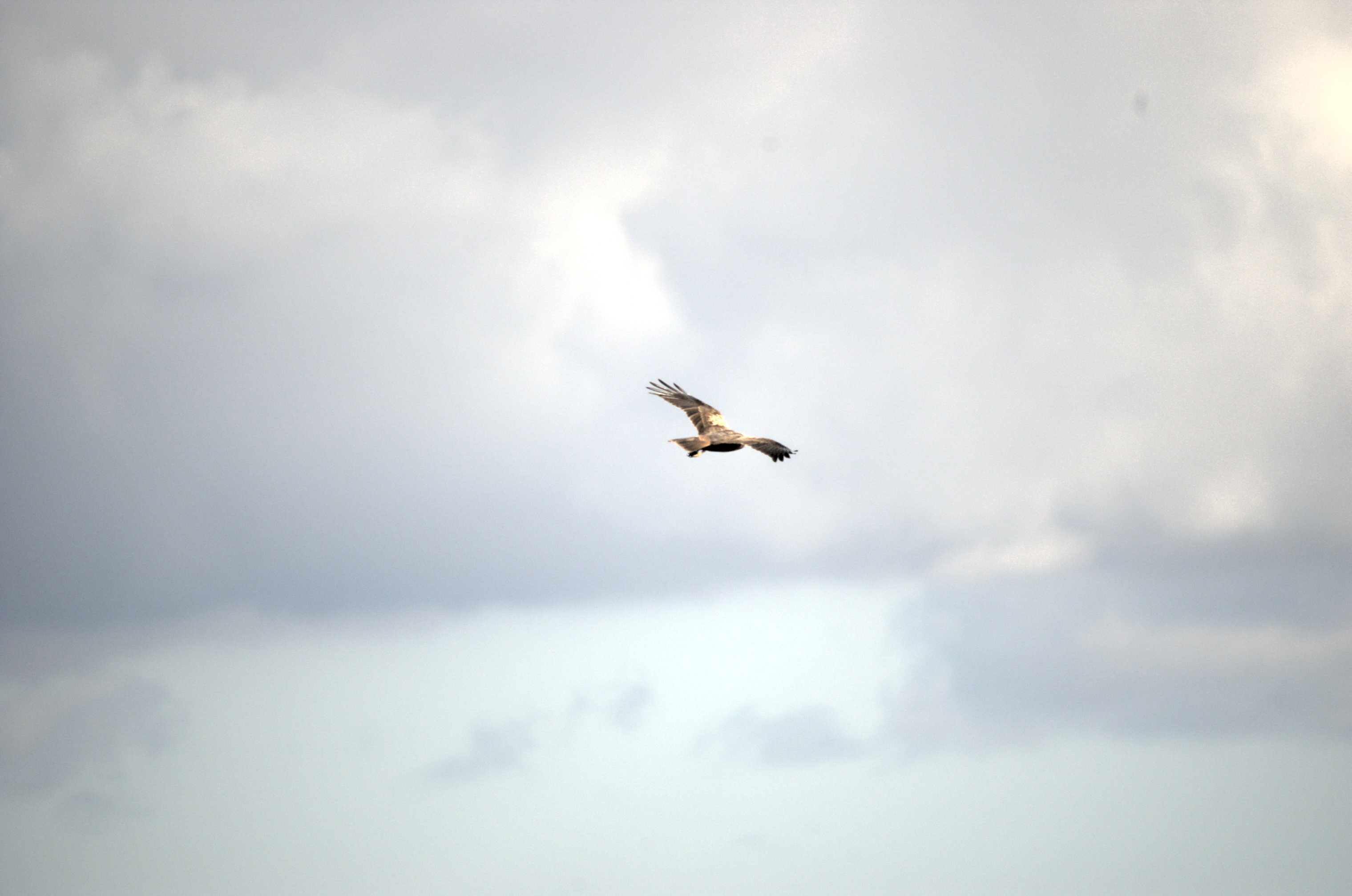 photos/wildlife/Bird_Species/032-Hawks-Eagles-Harriers-Falcons/0688-Western_Marsh-Harrier/dsc_1960.jpeg