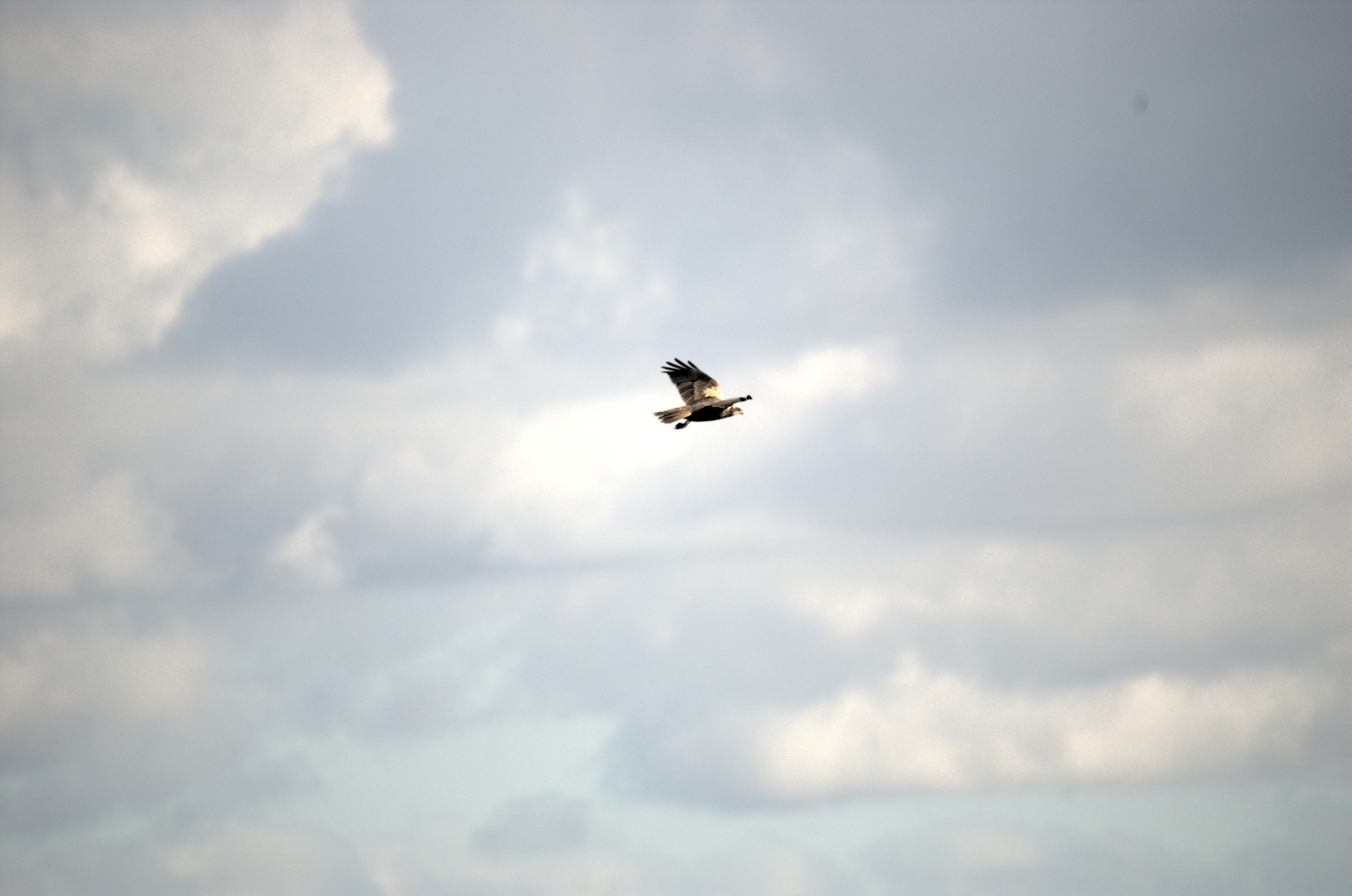 photos/wildlife/Bird_Species/032-Hawks-Eagles-Harriers-Falcons/0688-Western_Marsh-Harrier/dsc_1961.jpeg