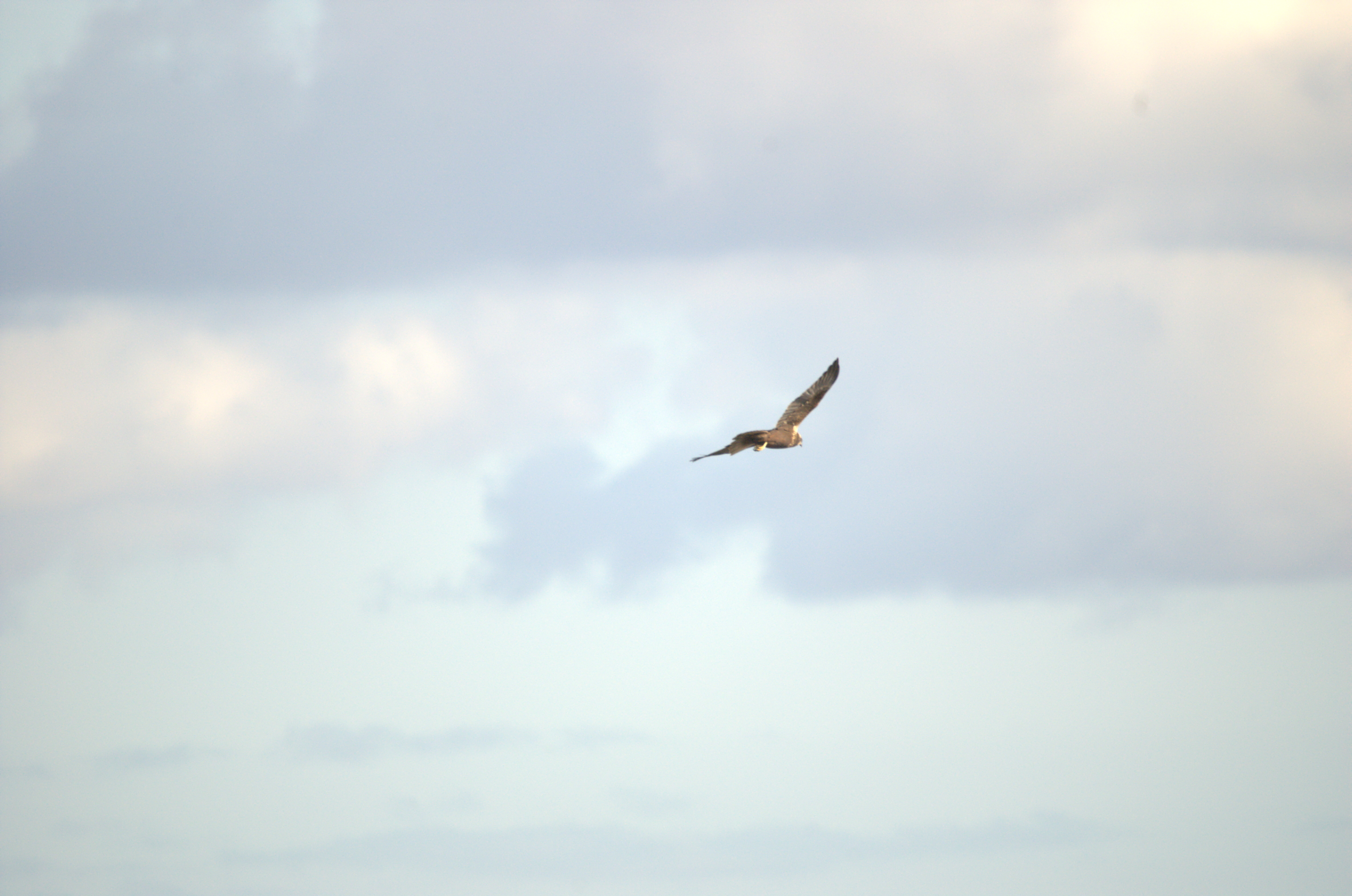 photos/wildlife/Bird_Species/032-Hawks-Eagles-Harriers-Falcons/0688-Western_Marsh-Harrier/dsc_1962.jpeg