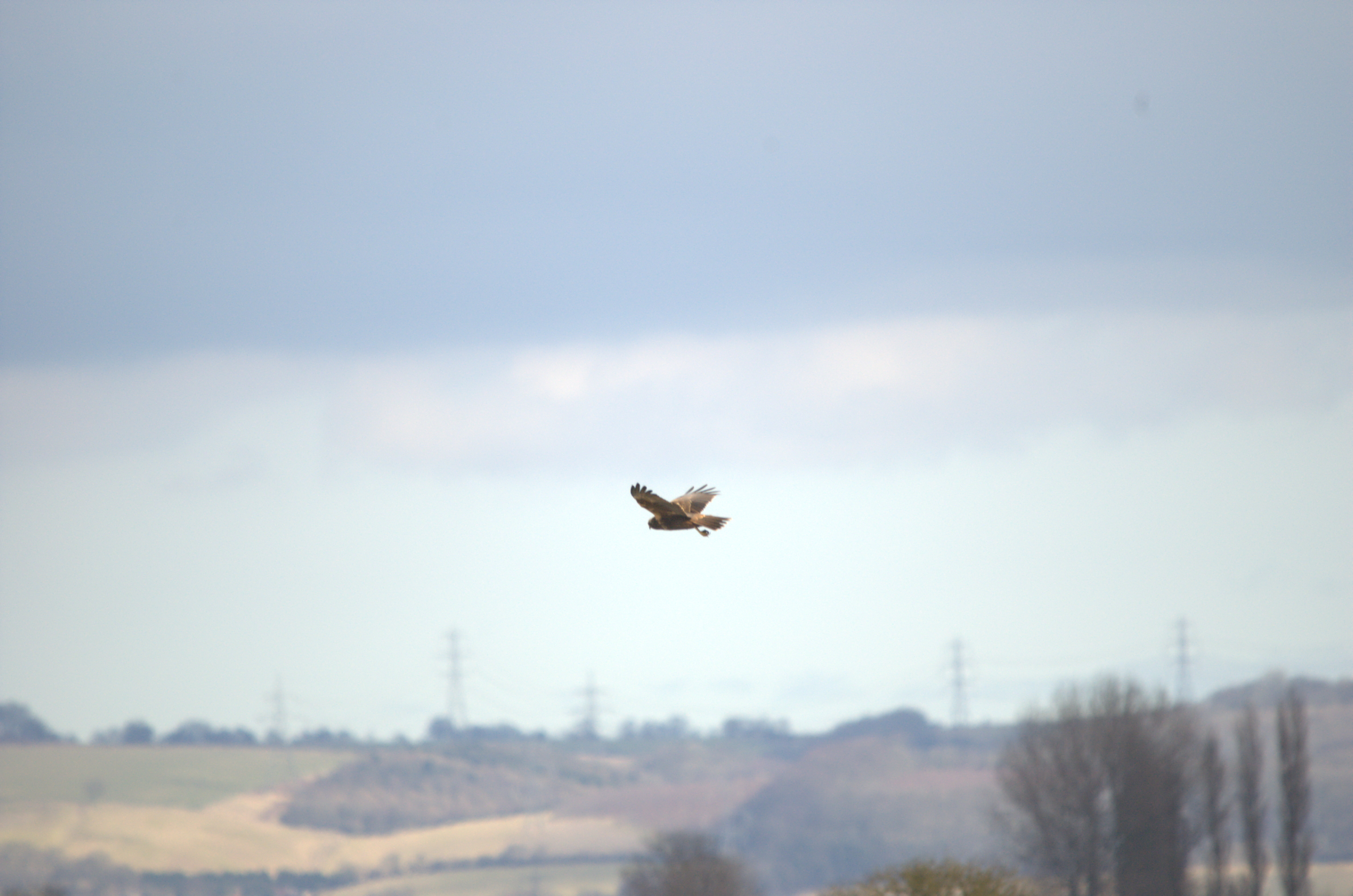 photos/wildlife/Bird_Species/032-Hawks-Eagles-Harriers-Falcons/0688-Western_Marsh-Harrier/dsc_1963.jpeg