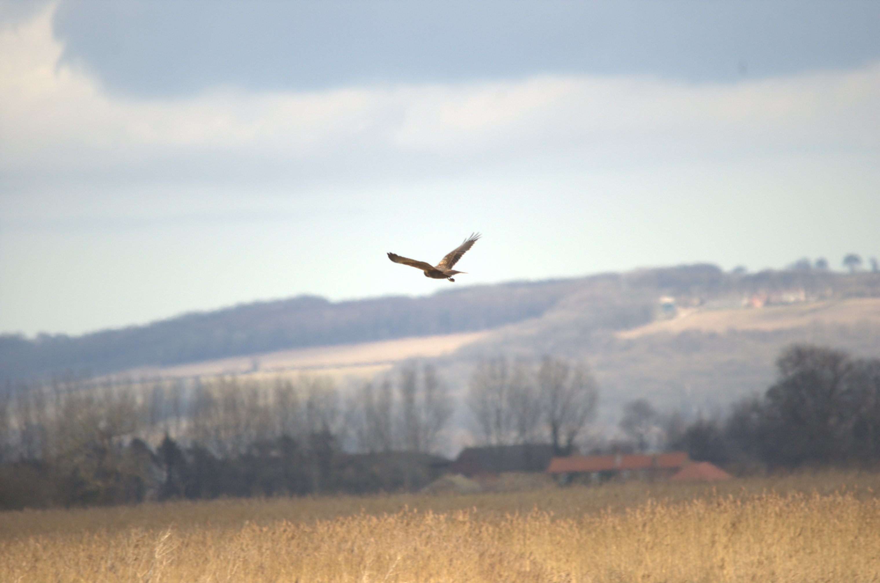 photos/wildlife/Bird_Species/032-Hawks-Eagles-Harriers-Falcons/0688-Western_Marsh-Harrier/dsc_1964.jpeg