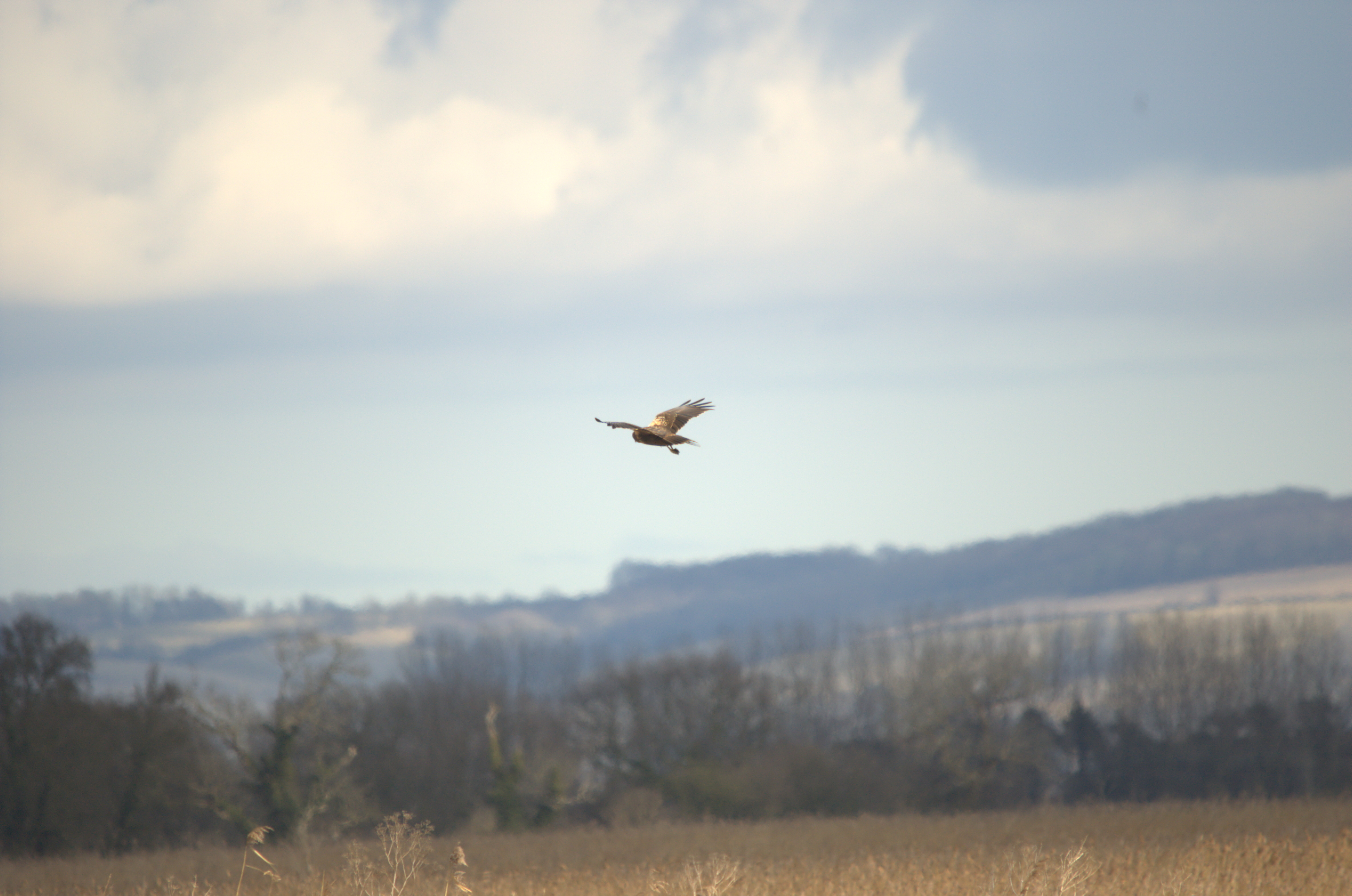 photos/wildlife/Bird_Species/032-Hawks-Eagles-Harriers-Falcons/0688-Western_Marsh-Harrier/dsc_1965.jpeg