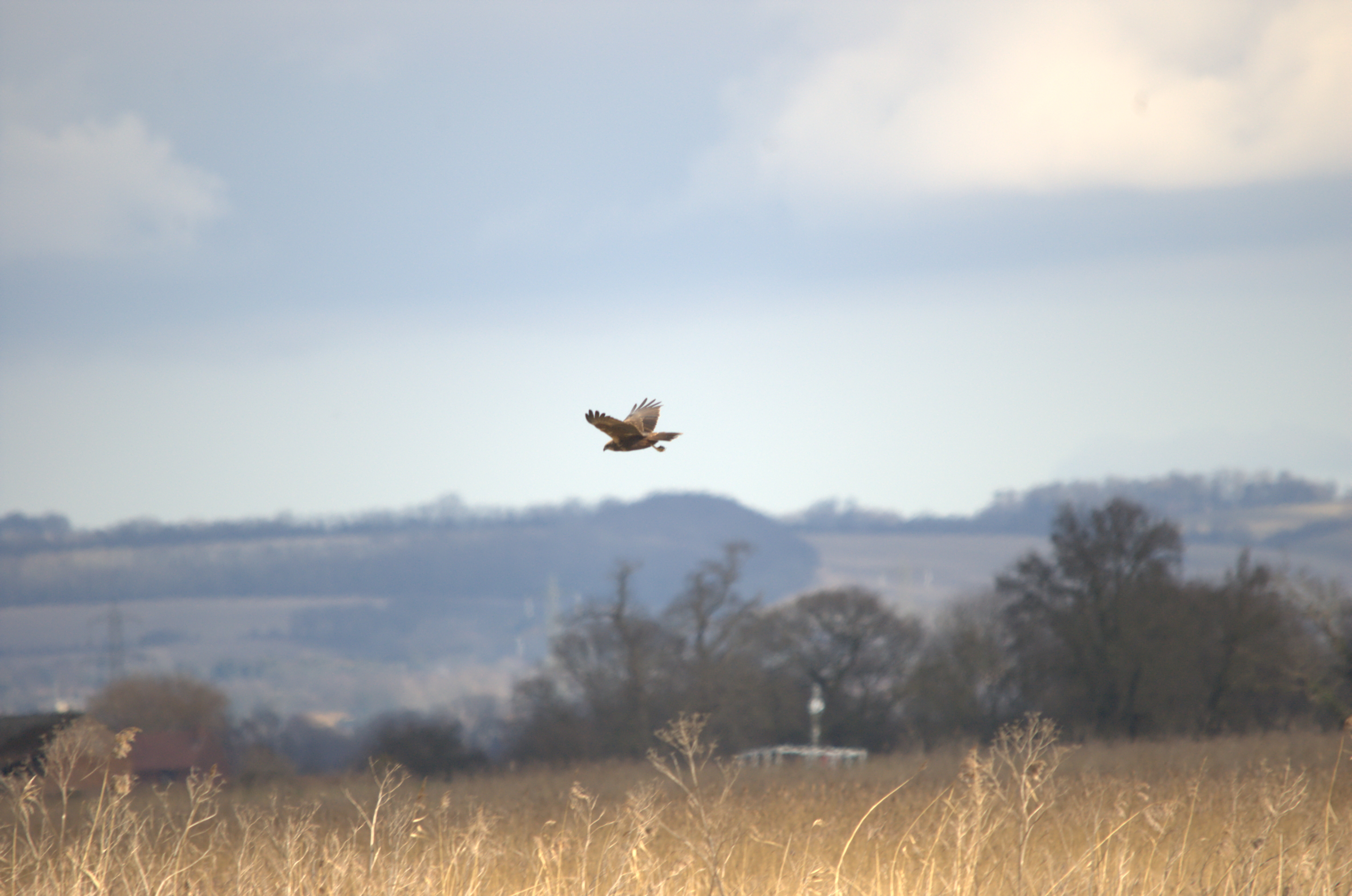 photos/wildlife/Bird_Species/032-Hawks-Eagles-Harriers-Falcons/0688-Western_Marsh-Harrier/dsc_1966.jpeg