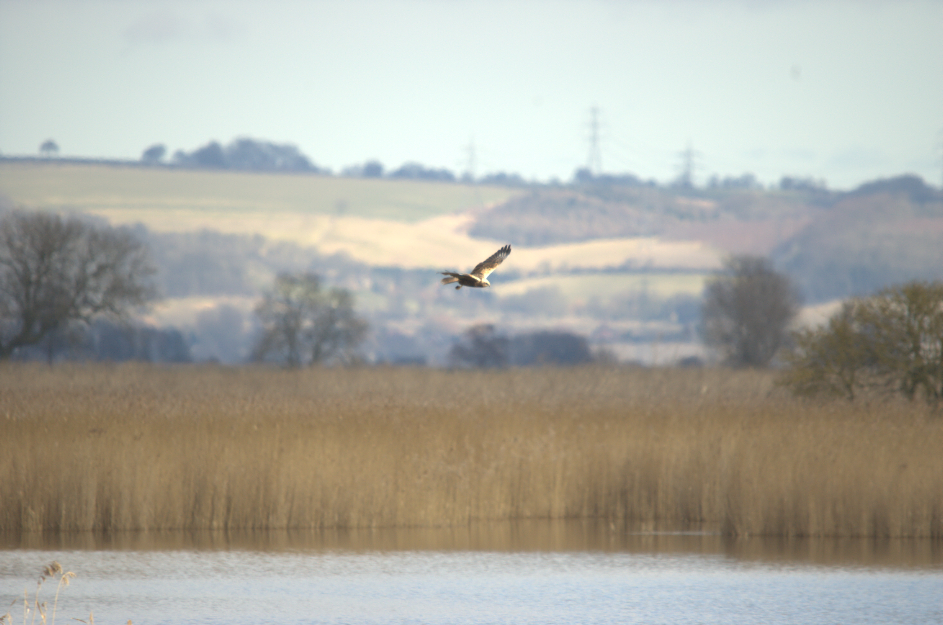 photos/wildlife/Bird_Species/032-Hawks-Eagles-Harriers-Falcons/0688-Western_Marsh-Harrier/dsc_1969.jpeg