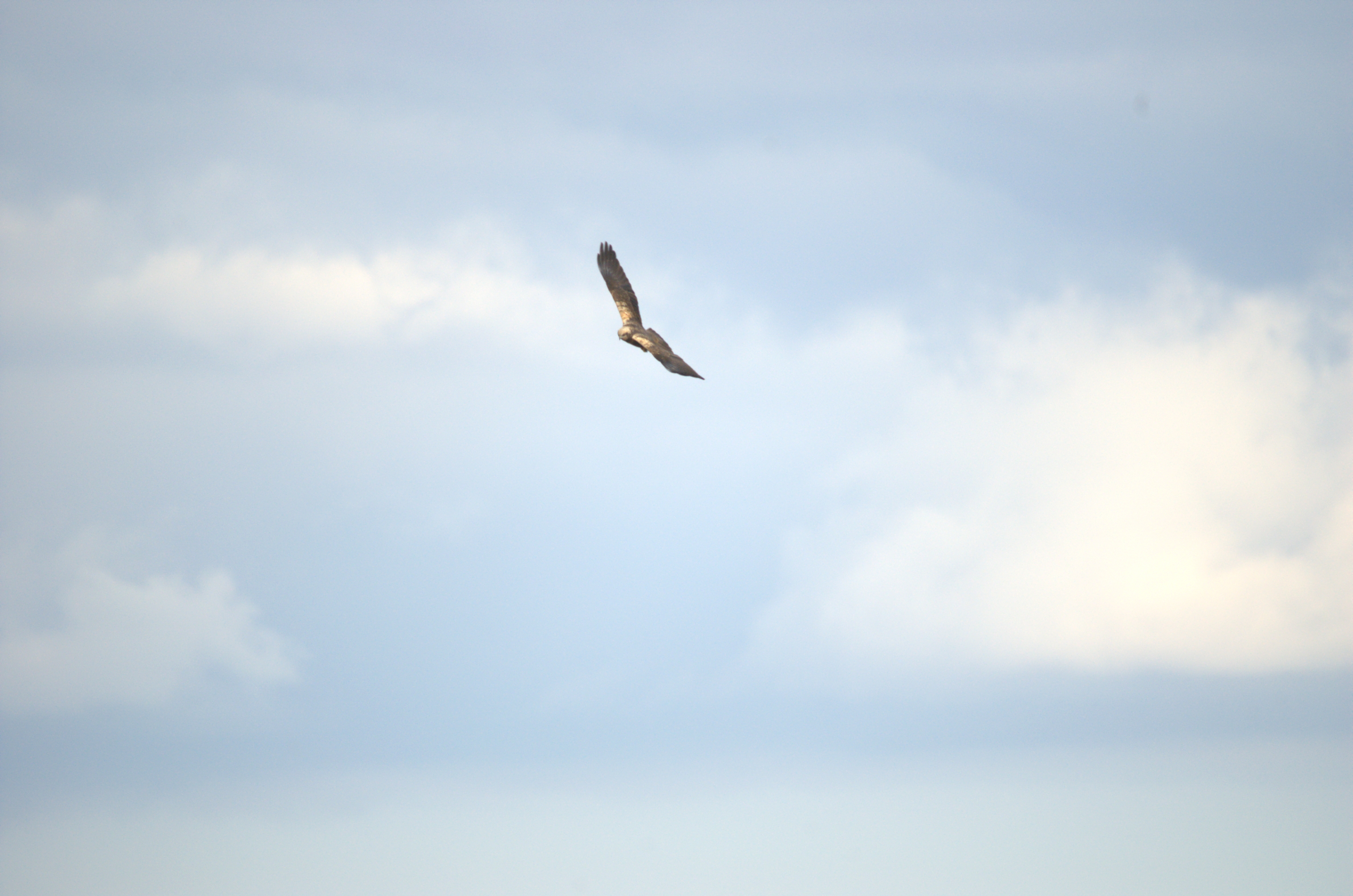 photos/wildlife/Bird_Species/032-Hawks-Eagles-Harriers-Falcons/0688-Western_Marsh-Harrier/dsc_1970.jpeg
