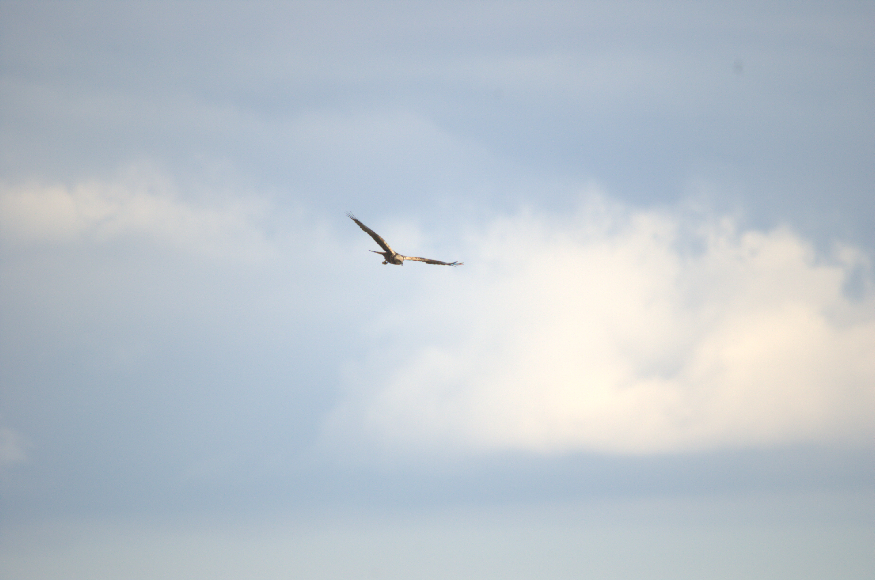 photos/wildlife/Bird_Species/032-Hawks-Eagles-Harriers-Falcons/0688-Western_Marsh-Harrier/dsc_1971.jpeg