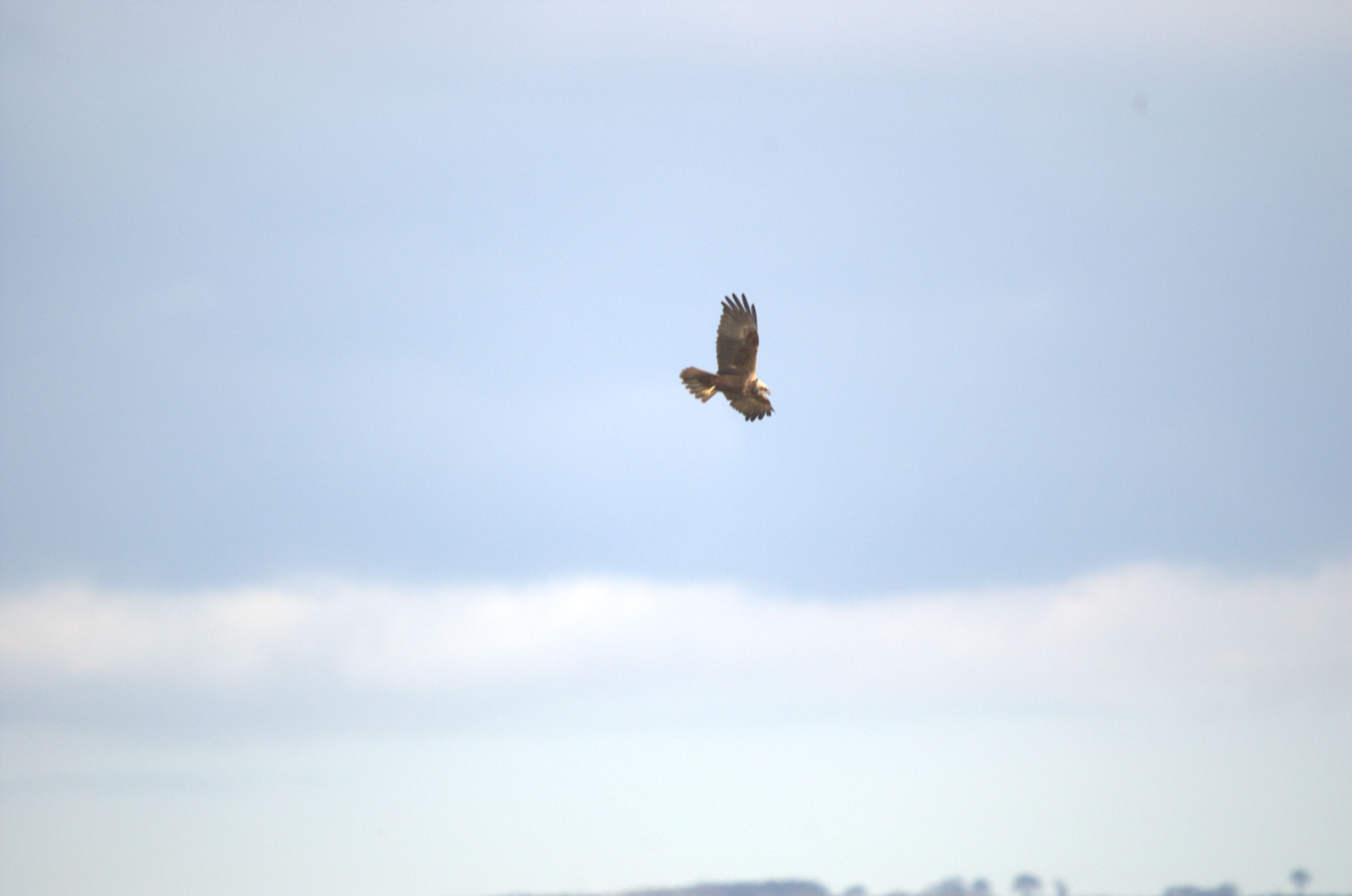 photos/wildlife/Bird_Species/032-Hawks-Eagles-Harriers-Falcons/0688-Western_Marsh-Harrier/dsc_1972.jpeg