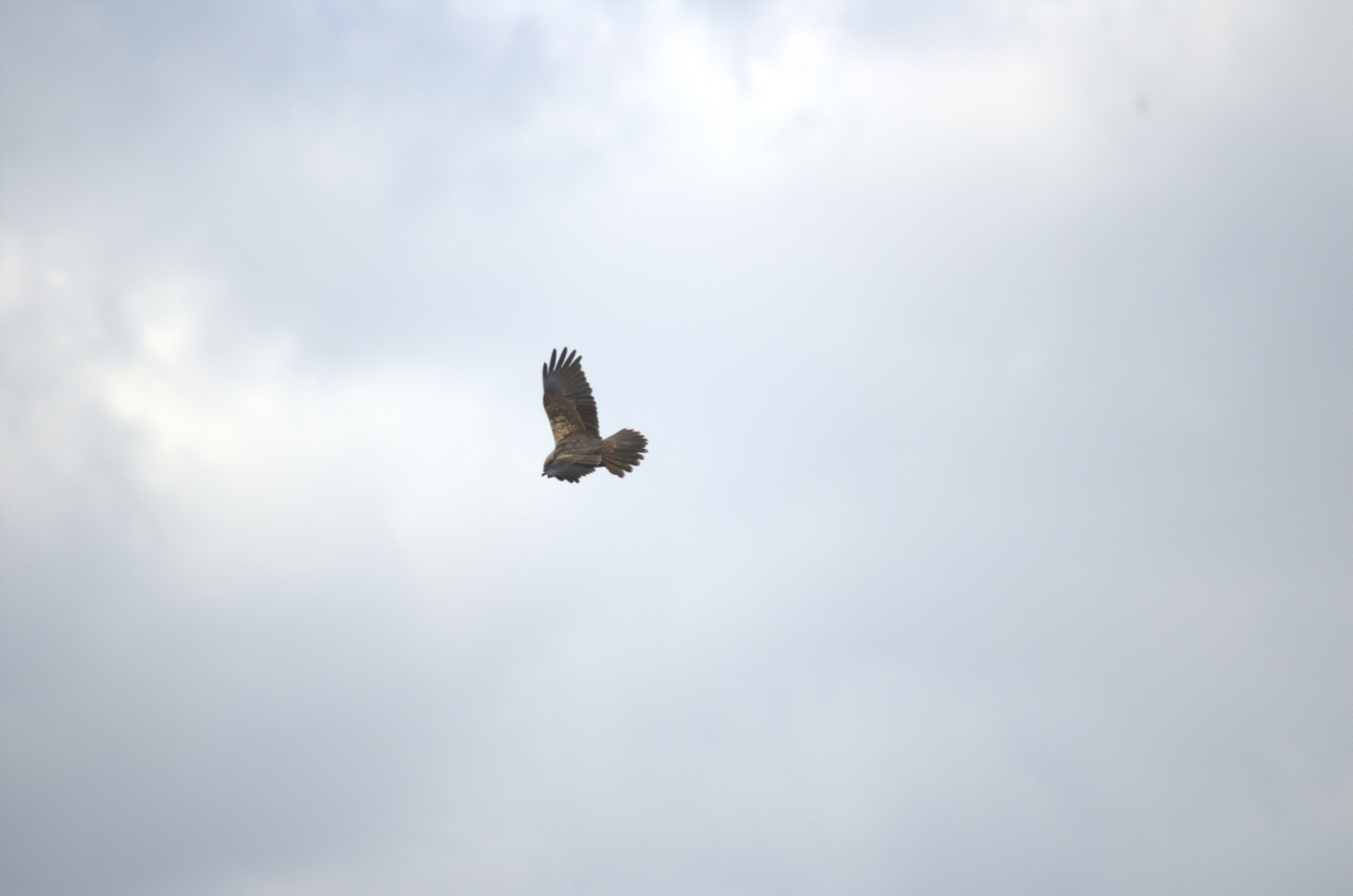 photos/wildlife/Bird_Species/032-Hawks-Eagles-Harriers-Falcons/0688-Western_Marsh-Harrier/dsc_1973.jpeg