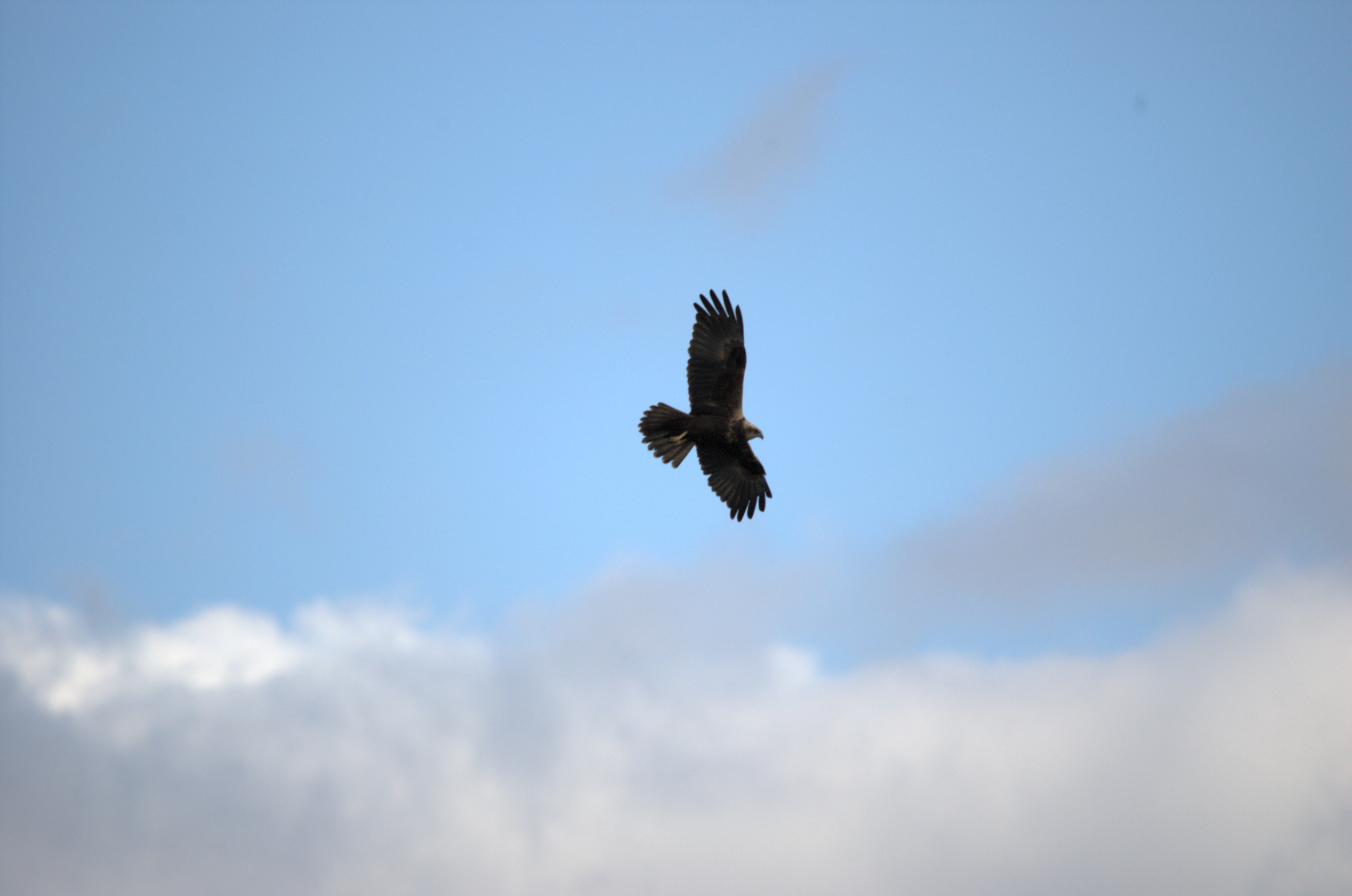photos/wildlife/Bird_Species/032-Hawks-Eagles-Harriers-Falcons/0688-Western_Marsh-Harrier/dsc_1974.jpeg