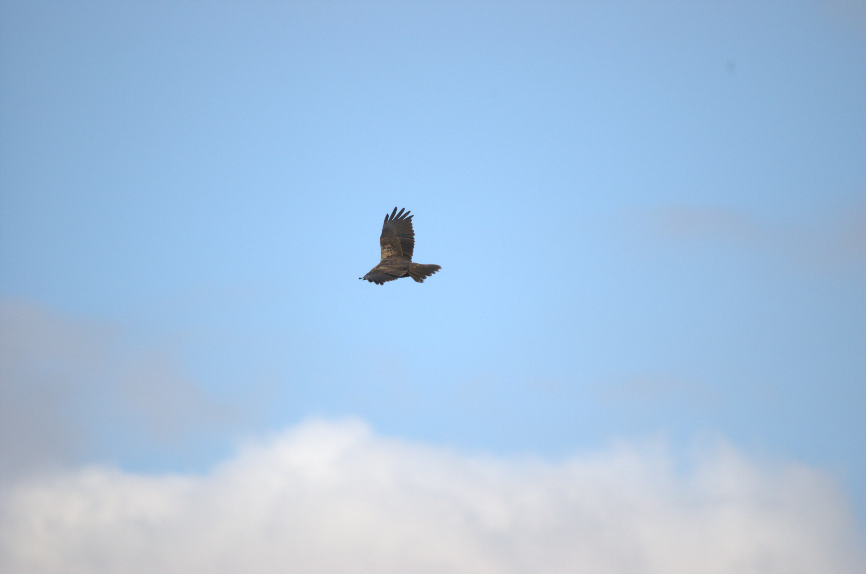 photos/wildlife/Bird_Species/032-Hawks-Eagles-Harriers-Falcons/0688-Western_Marsh-Harrier/dsc_1975.jpeg