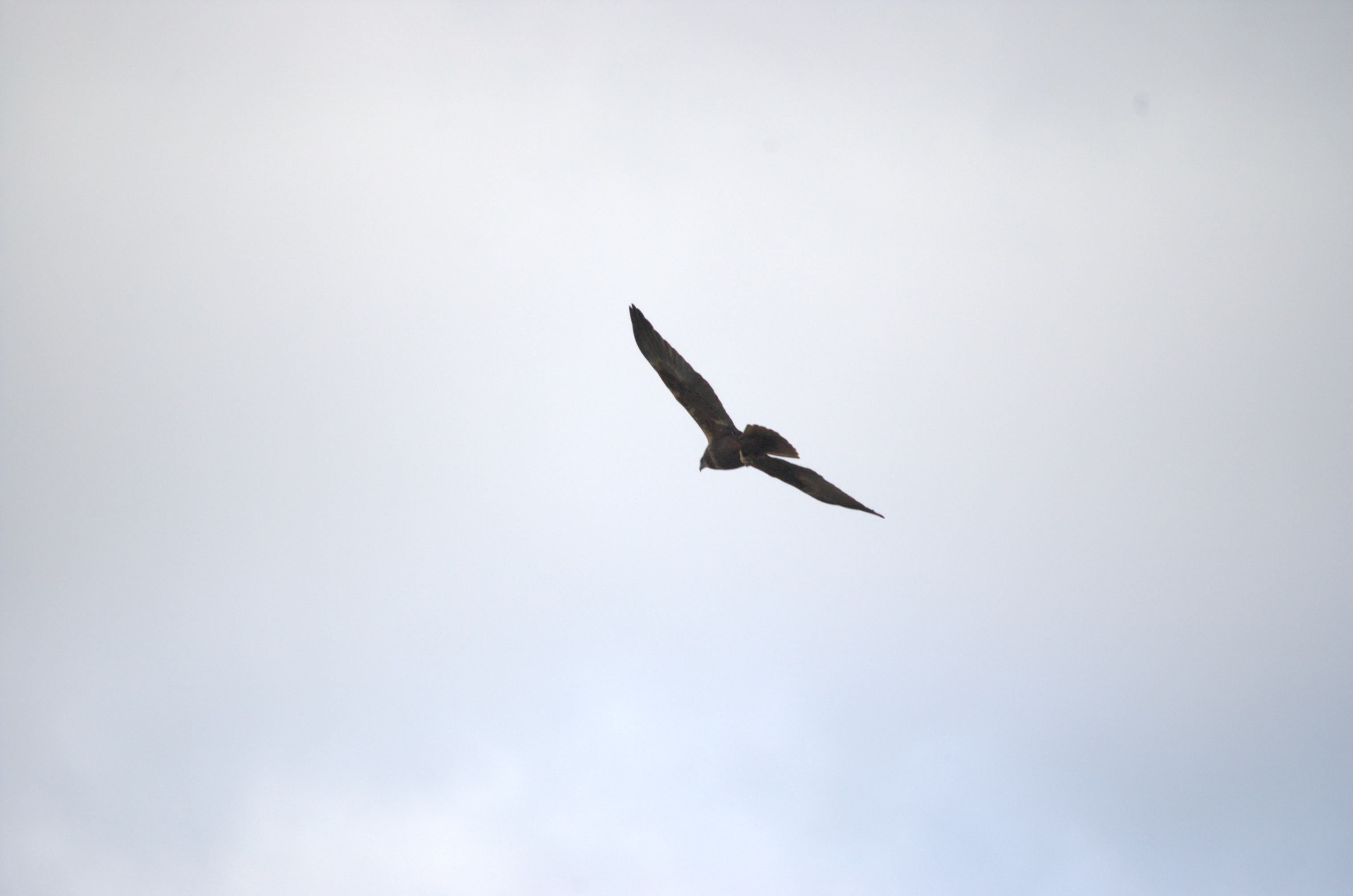 photos/wildlife/Bird_Species/032-Hawks-Eagles-Harriers-Falcons/0688-Western_Marsh-Harrier/dsc_1978.jpeg