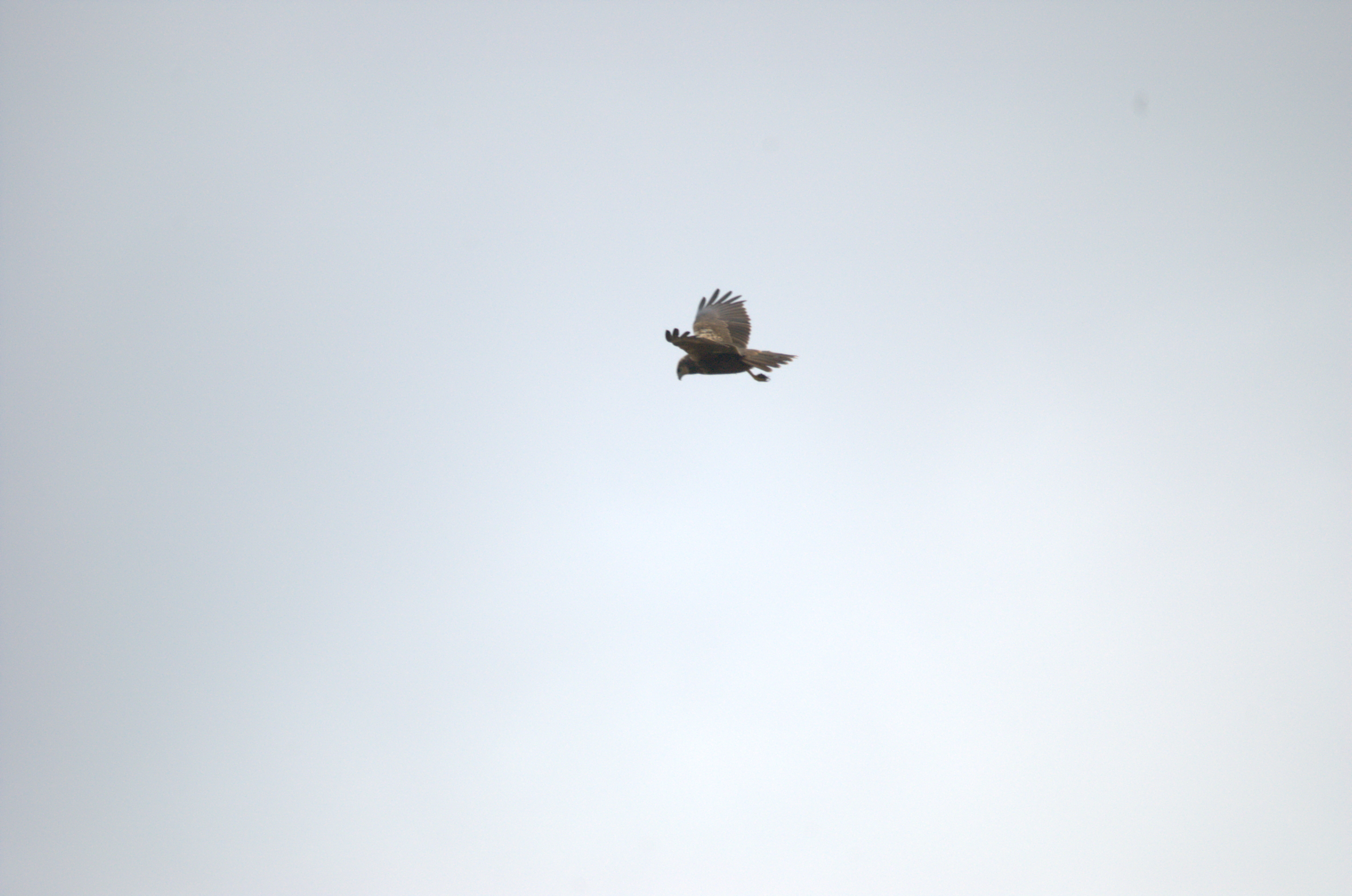 photos/wildlife/Bird_Species/032-Hawks-Eagles-Harriers-Falcons/0688-Western_Marsh-Harrier/dsc_1981.jpeg