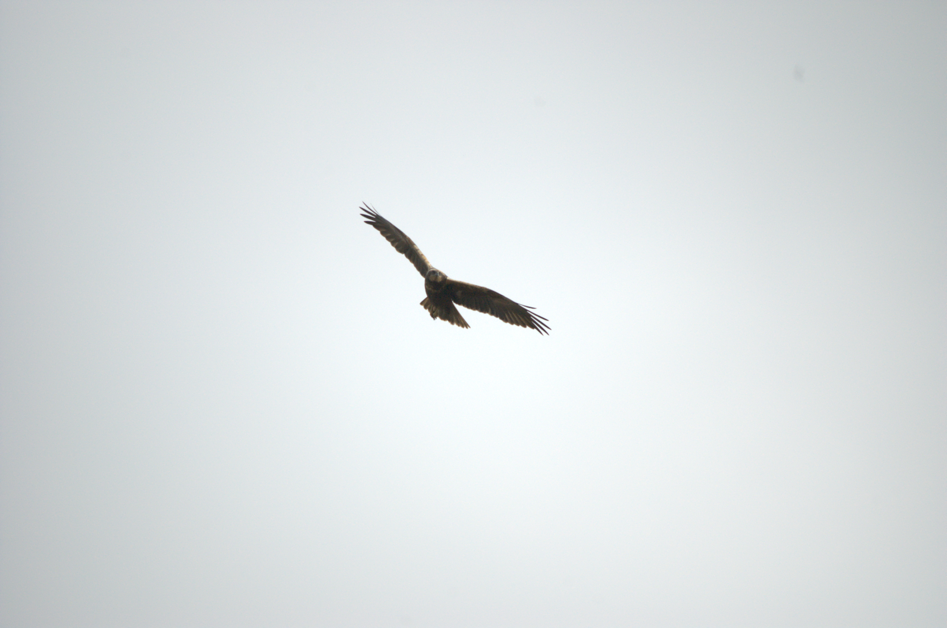 photos/wildlife/Bird_Species/032-Hawks-Eagles-Harriers-Falcons/0688-Western_Marsh-Harrier/dsc_1982.jpeg