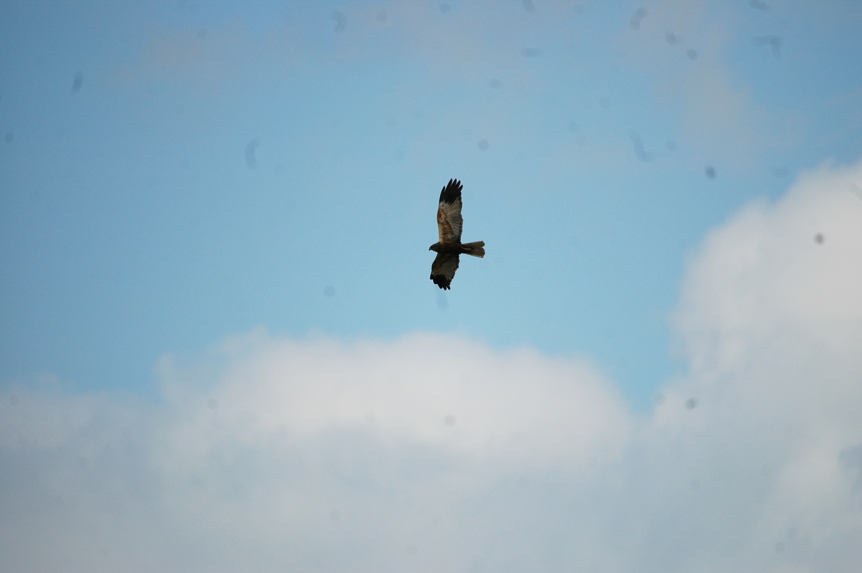 photos/wildlife/Bird_Species/032-Hawks-Eagles-Harriers-Falcons/0688-Western_Marsh-Harrier/dsc_1984.jpg