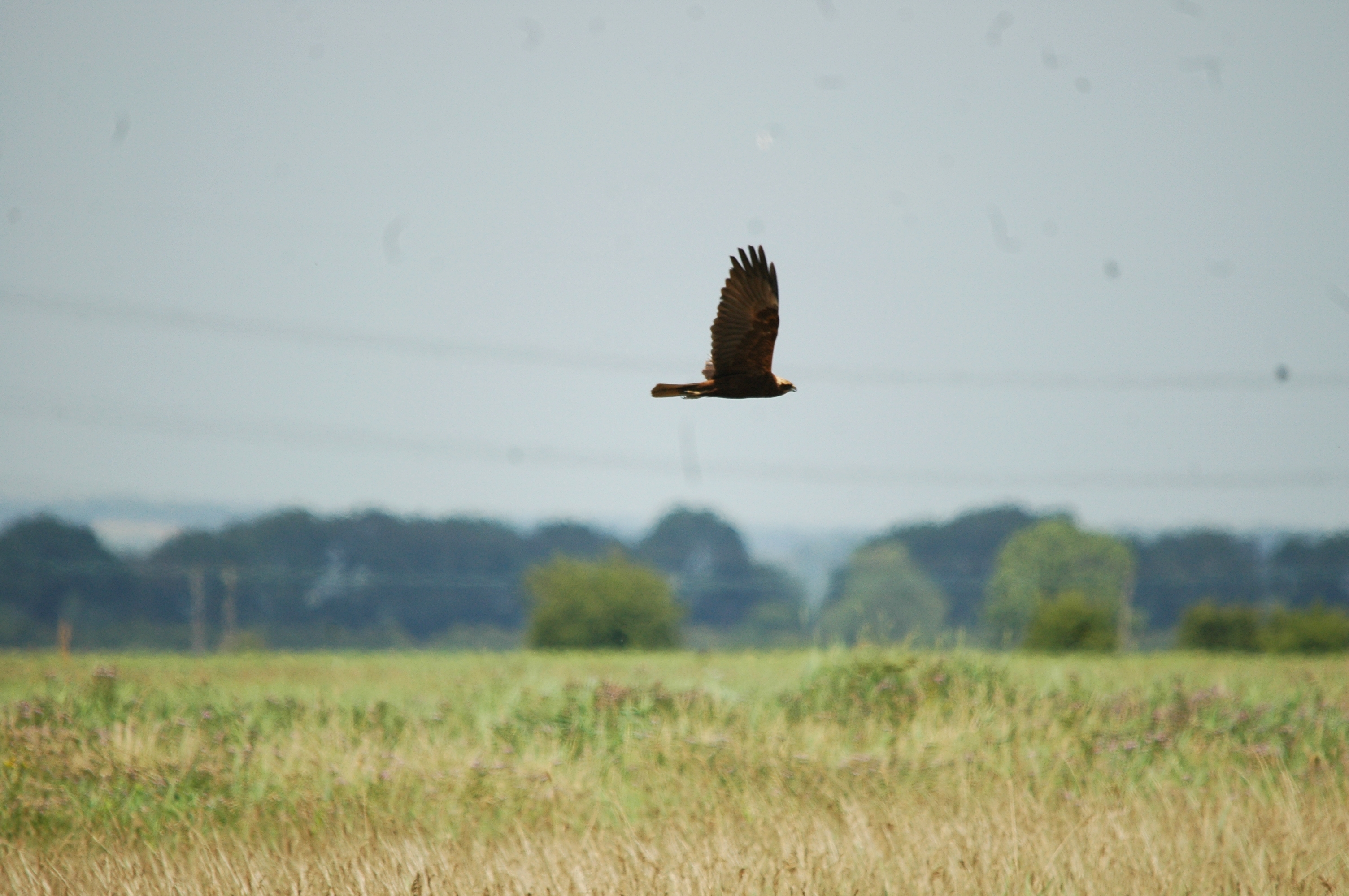 photos/wildlife/Bird_Species/032-Hawks-Eagles-Harriers-Falcons/0688-Western_Marsh-Harrier/dsc_2001.jpg