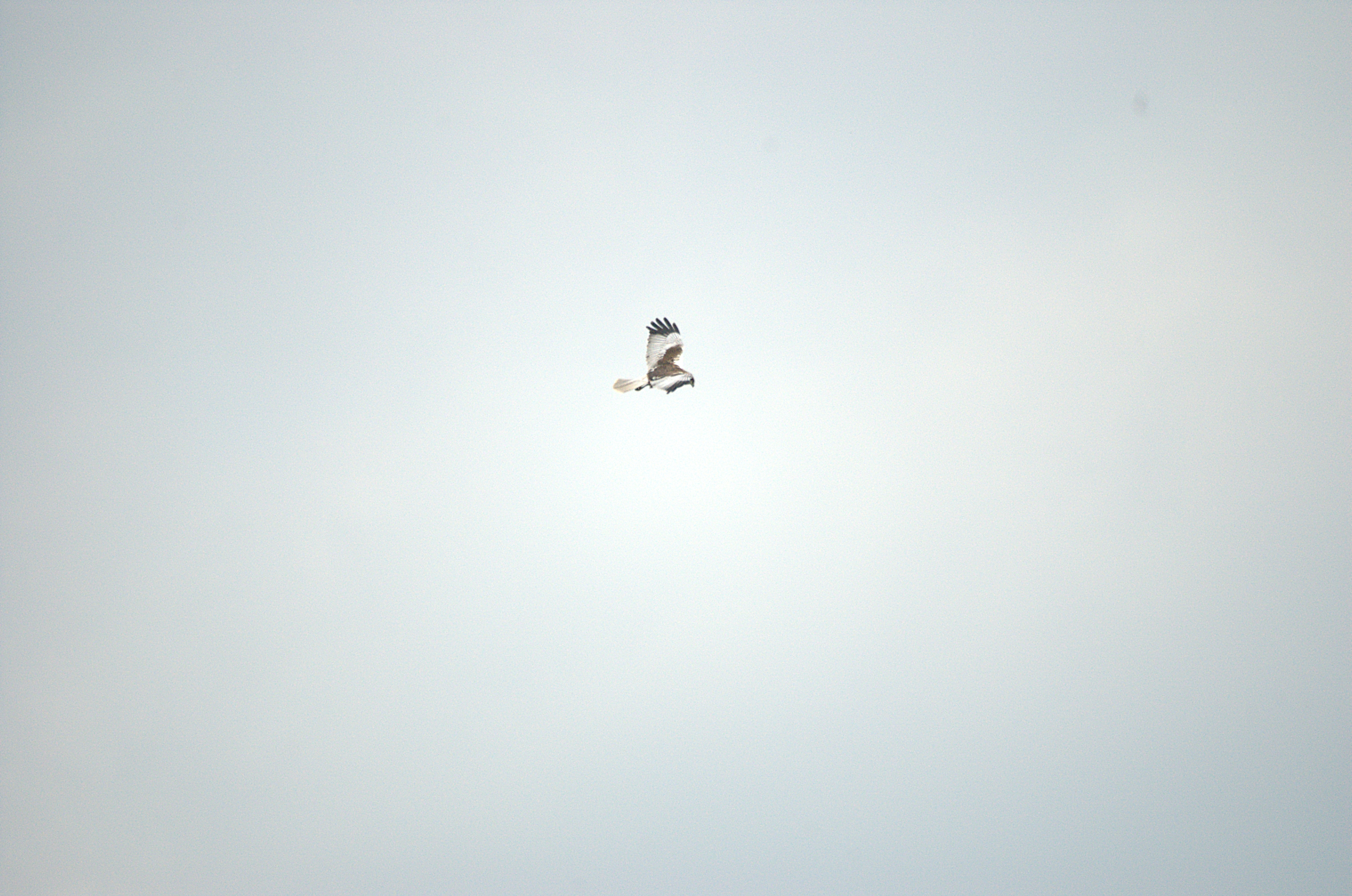 photos/wildlife/Bird_Species/032-Hawks-Eagles-Harriers-Falcons/0688-Western_Marsh-Harrier/dsc_2134.jpg