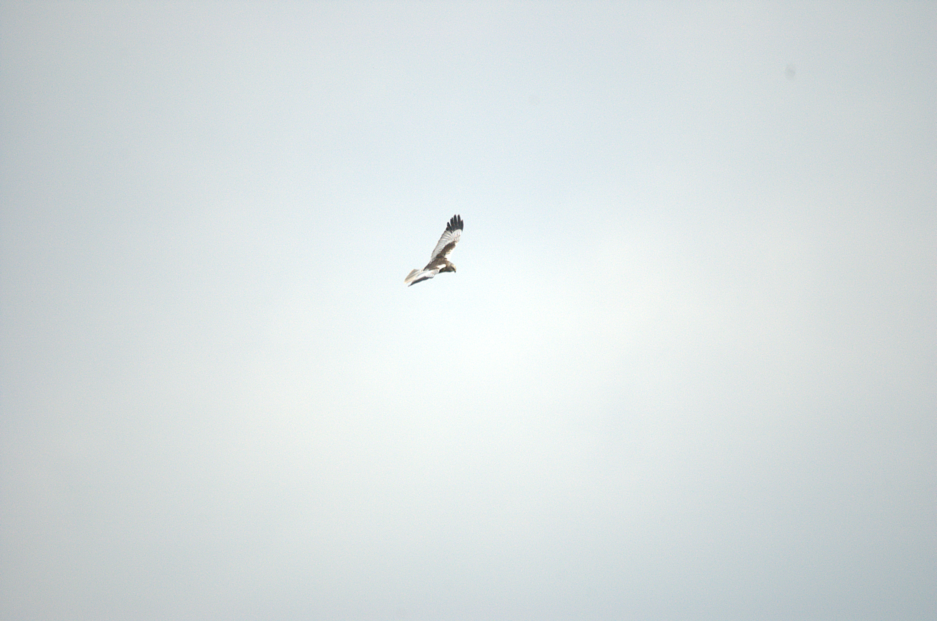 photos/wildlife/Bird_Species/032-Hawks-Eagles-Harriers-Falcons/0688-Western_Marsh-Harrier/dsc_2135.jpg