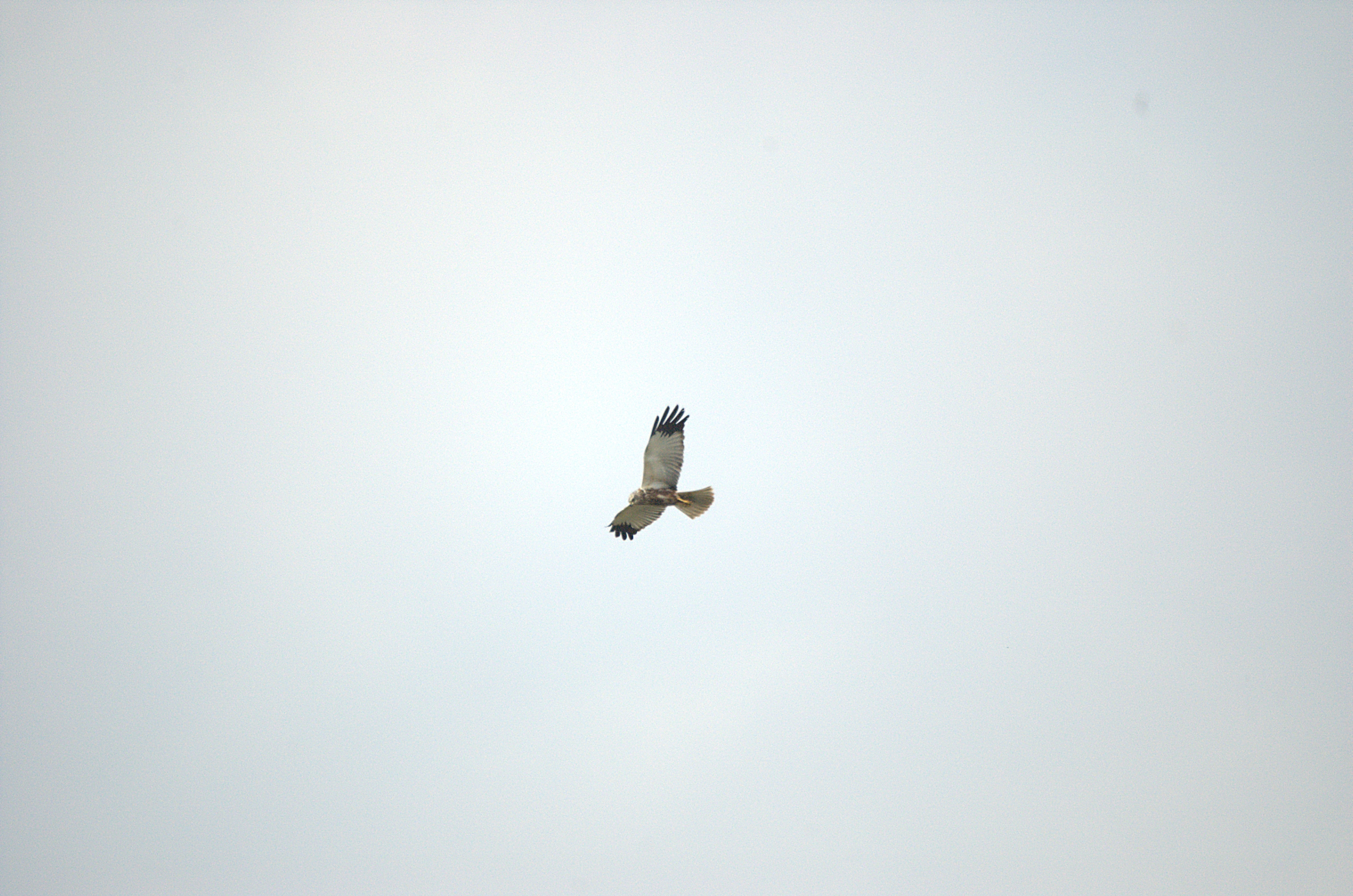 photos/wildlife/Bird_Species/032-Hawks-Eagles-Harriers-Falcons/0688-Western_Marsh-Harrier/dsc_2137.jpg