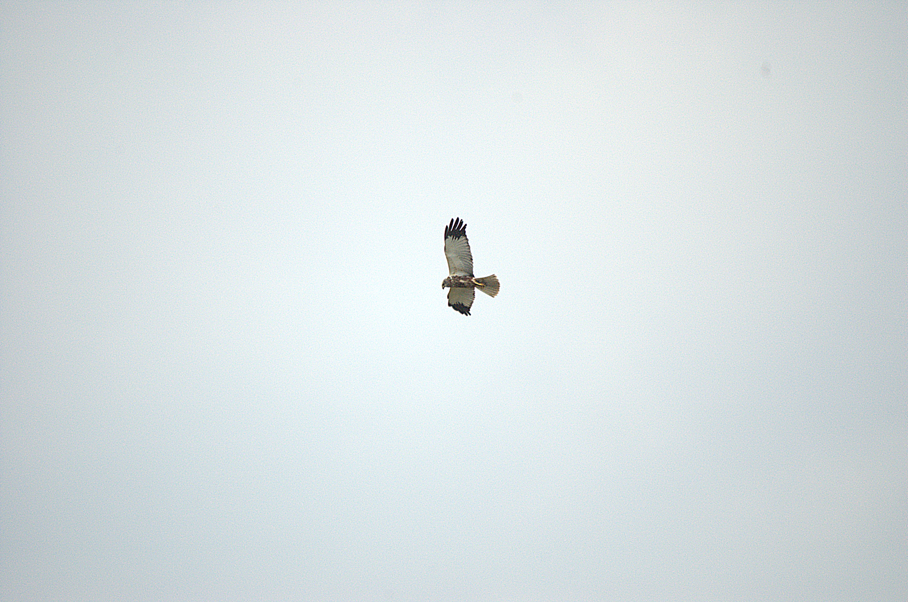 photos/wildlife/Bird_Species/032-Hawks-Eagles-Harriers-Falcons/0688-Western_Marsh-Harrier/dsc_2138.jpg