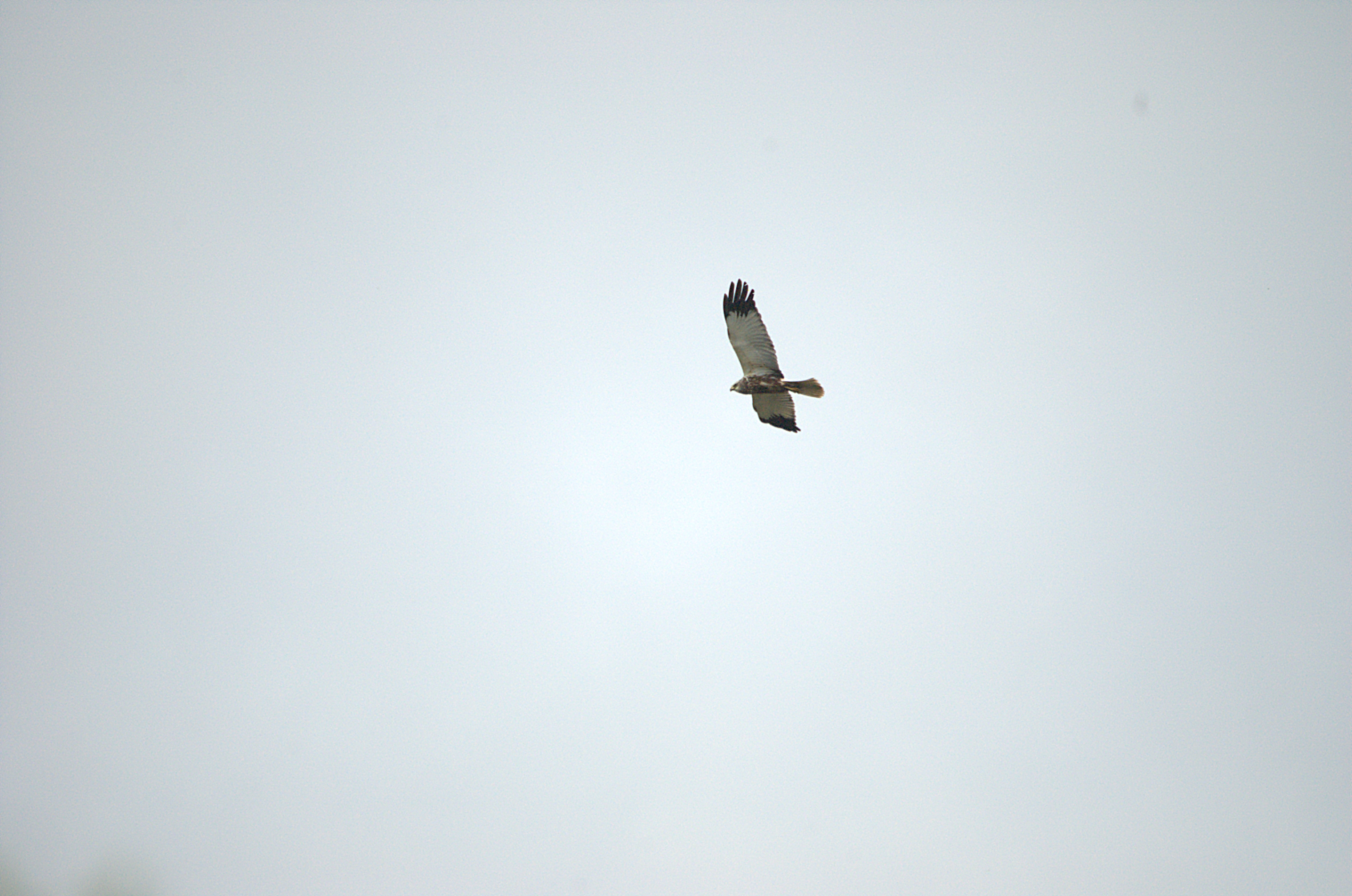 photos/wildlife/Bird_Species/032-Hawks-Eagles-Harriers-Falcons/0688-Western_Marsh-Harrier/dsc_2140.jpg