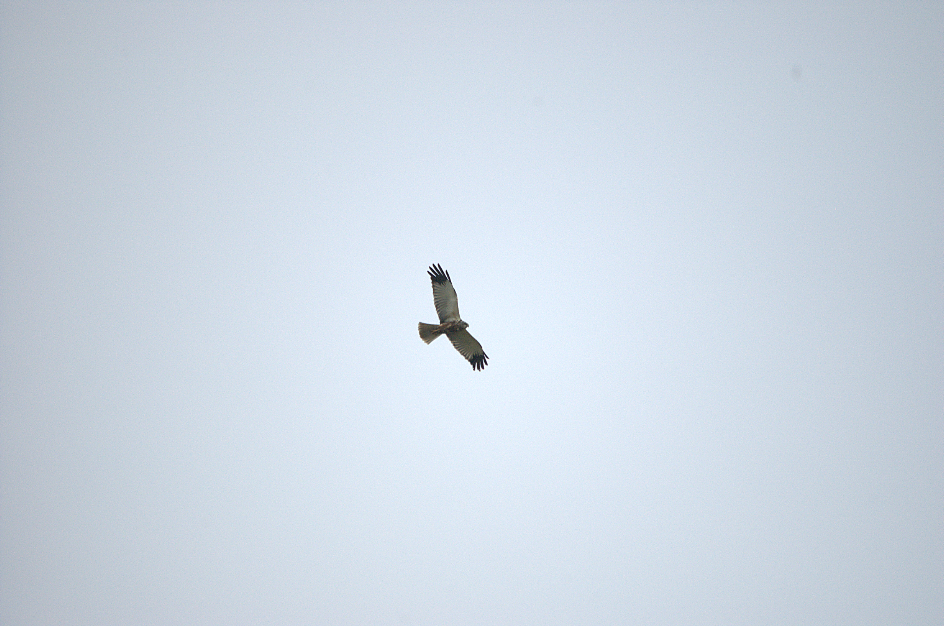 photos/wildlife/Bird_Species/032-Hawks-Eagles-Harriers-Falcons/0688-Western_Marsh-Harrier/dsc_2141.jpg