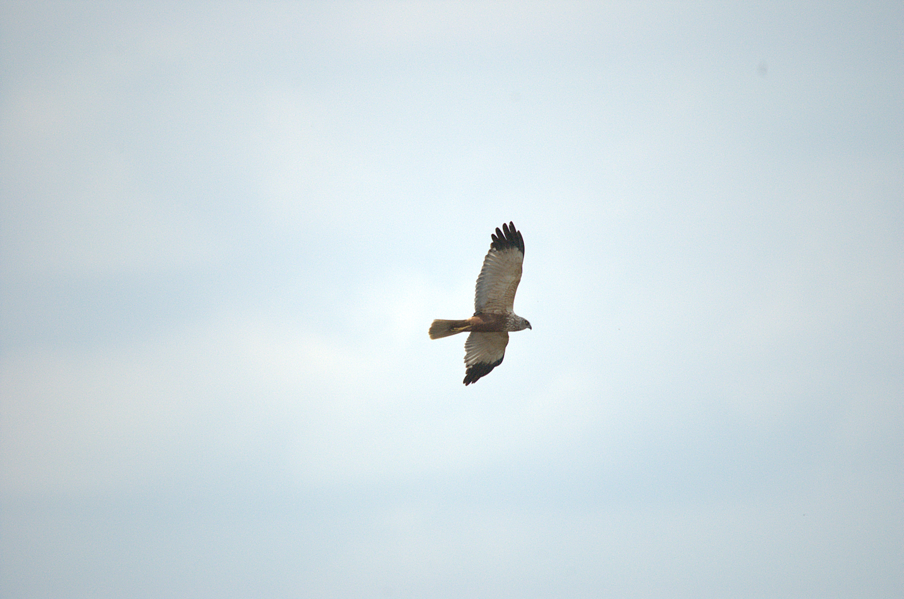 photos/wildlife/Bird_Species/032-Hawks-Eagles-Harriers-Falcons/0688-Western_Marsh-Harrier/dsc_2169.jpg