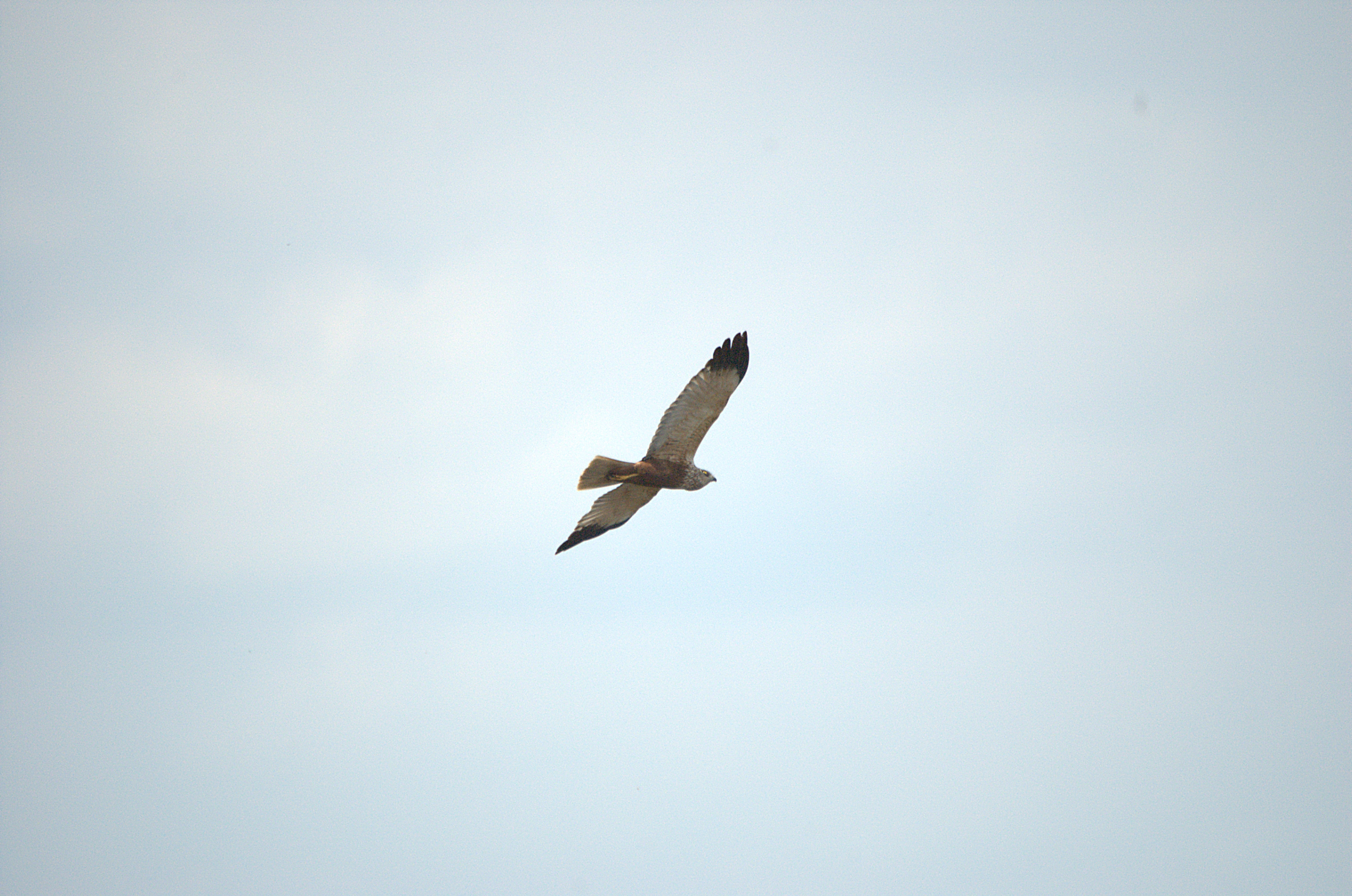 photos/wildlife/Bird_Species/032-Hawks-Eagles-Harriers-Falcons/0688-Western_Marsh-Harrier/dsc_2170.jpg