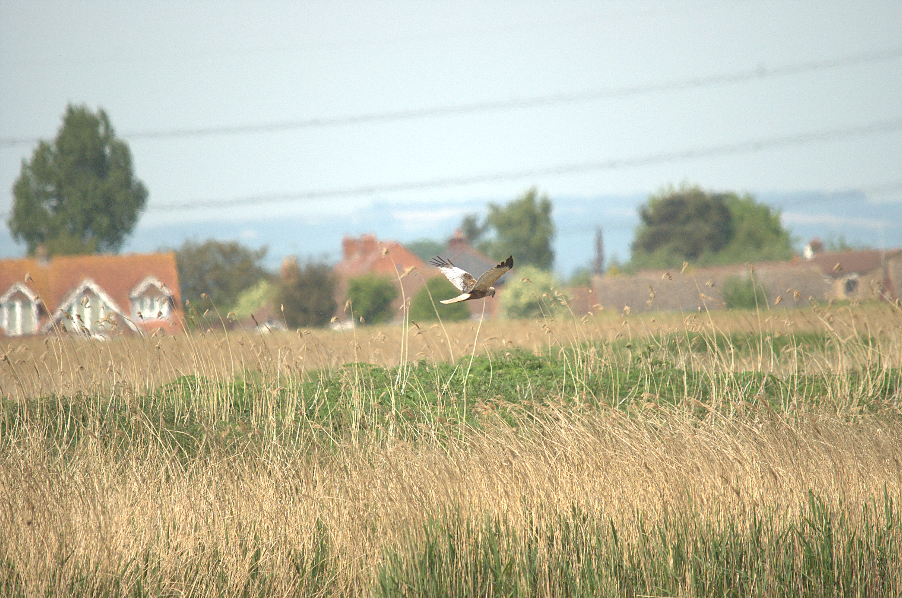 photos/wildlife/Bird_Species/032-Hawks-Eagles-Harriers-Falcons/0688-Western_Marsh-Harrier/dsc_2174.jpg