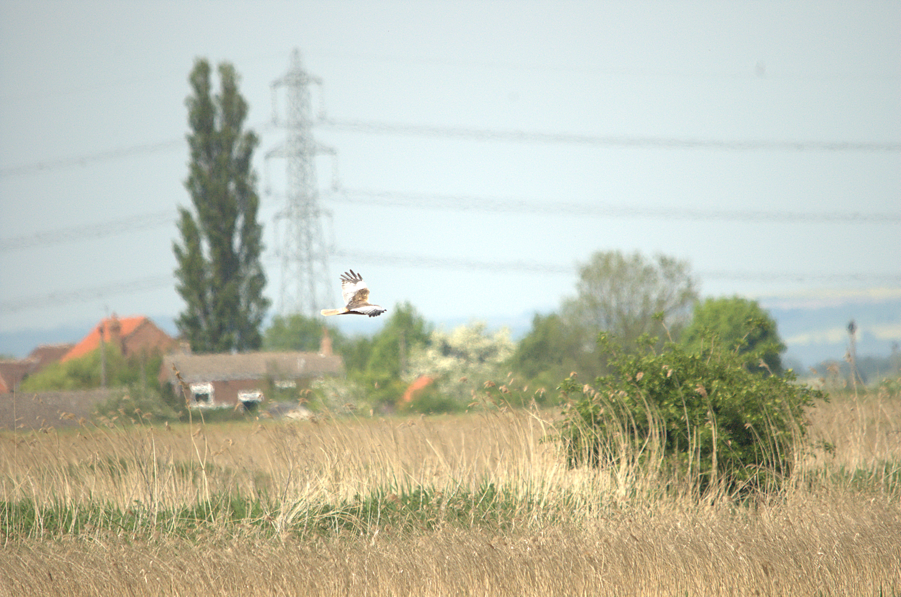photos/wildlife/Bird_Species/032-Hawks-Eagles-Harriers-Falcons/0688-Western_Marsh-Harrier/dsc_2175.jpg