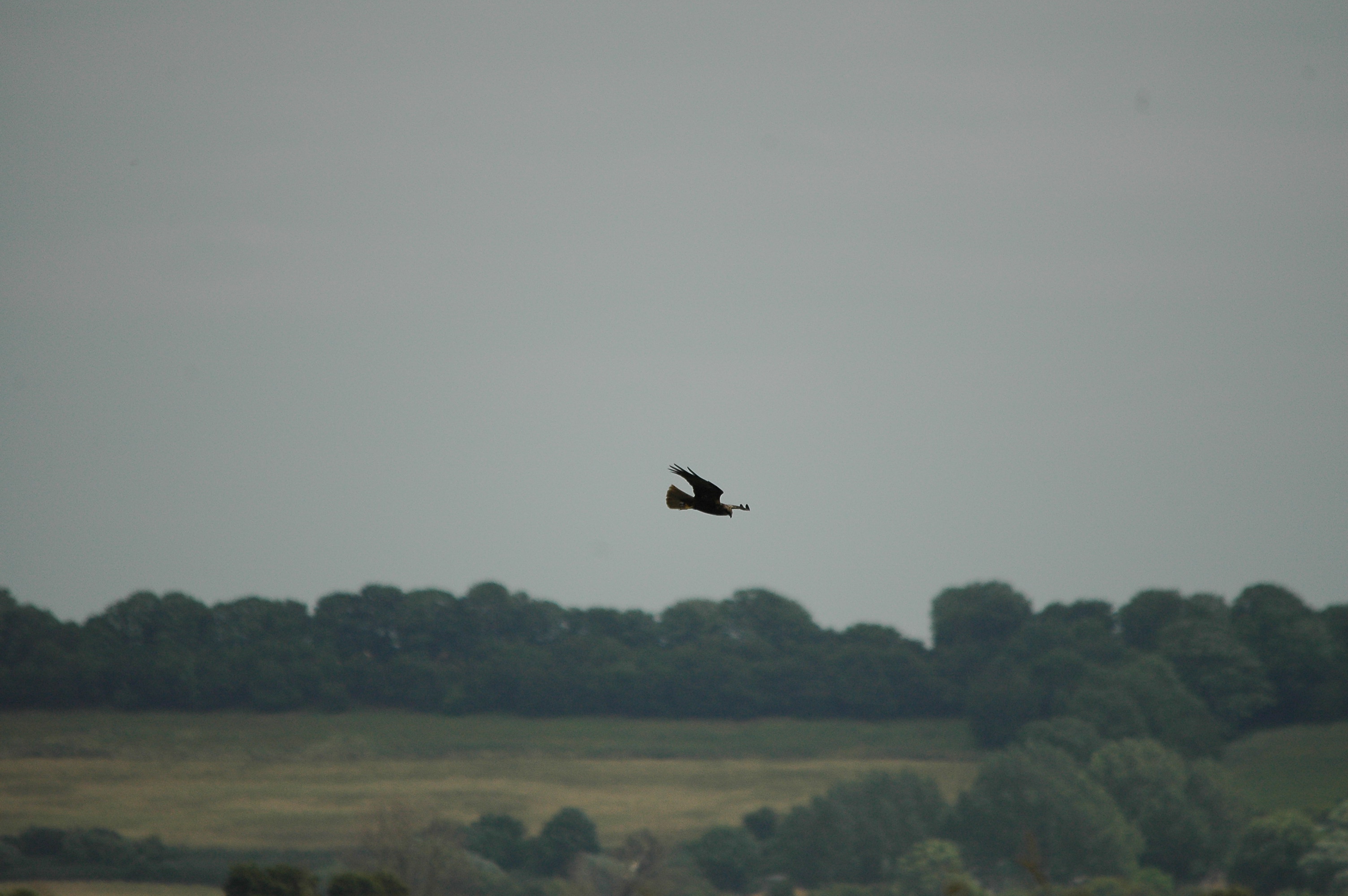 photos/wildlife/Bird_Species/032-Hawks-Eagles-Harriers-Falcons/0688-Western_Marsh-Harrier/dsc_2504.jpg