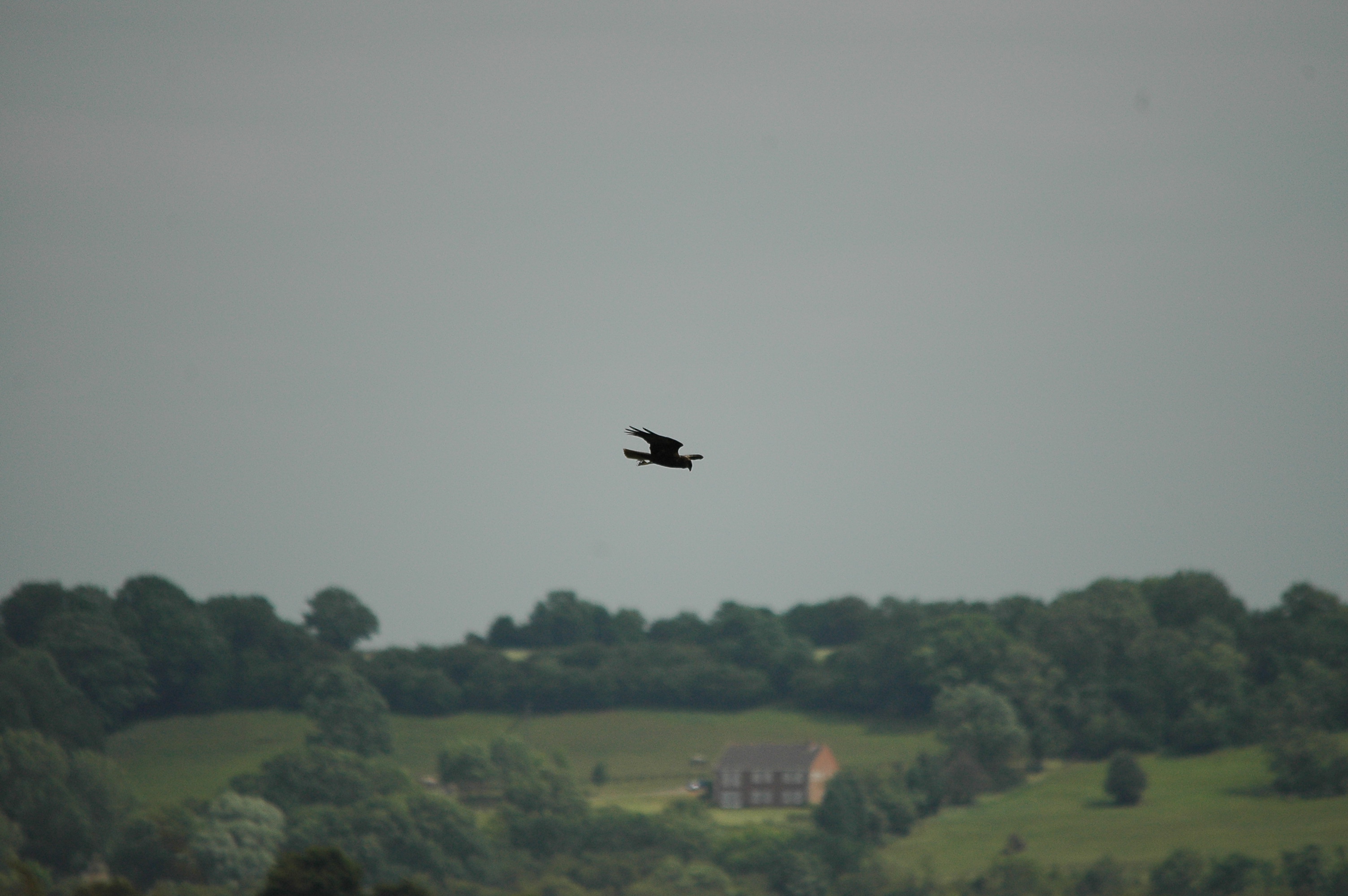 photos/wildlife/Bird_Species/032-Hawks-Eagles-Harriers-Falcons/0688-Western_Marsh-Harrier/dsc_2505.jpg