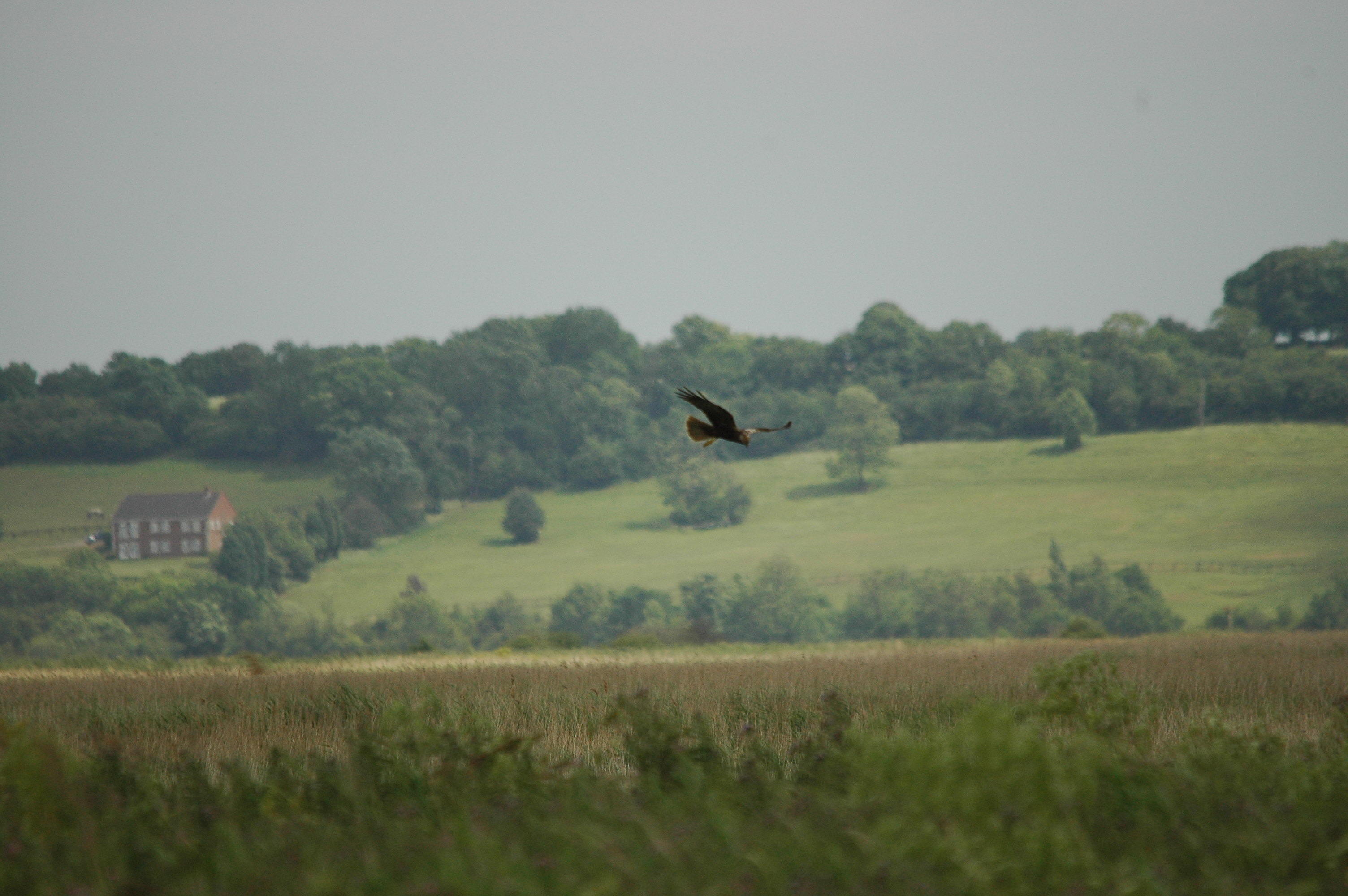 photos/wildlife/Bird_Species/032-Hawks-Eagles-Harriers-Falcons/0688-Western_Marsh-Harrier/dsc_2506.jpg