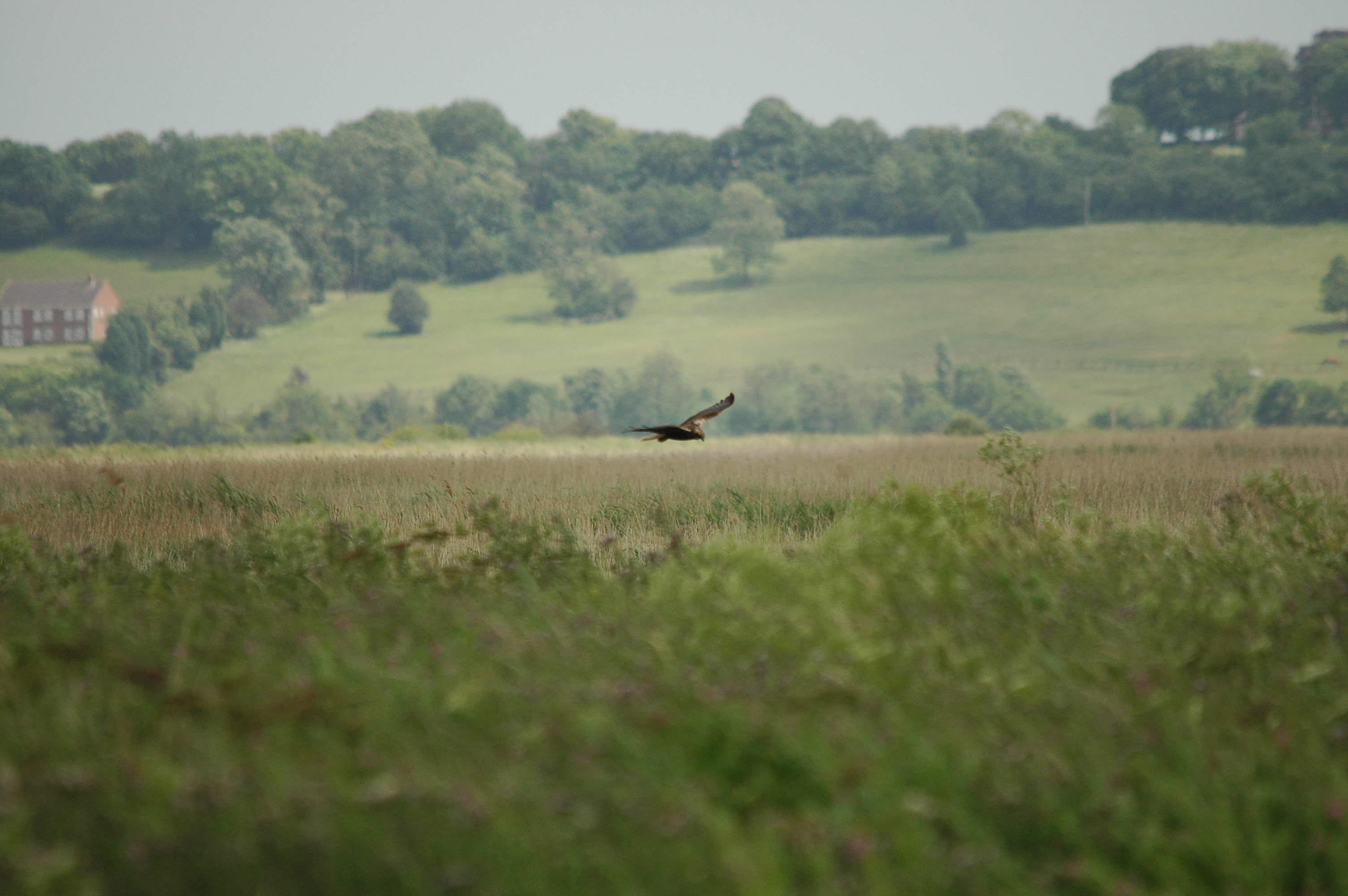 photos/wildlife/Bird_Species/032-Hawks-Eagles-Harriers-Falcons/0688-Western_Marsh-Harrier/dsc_2507.jpg