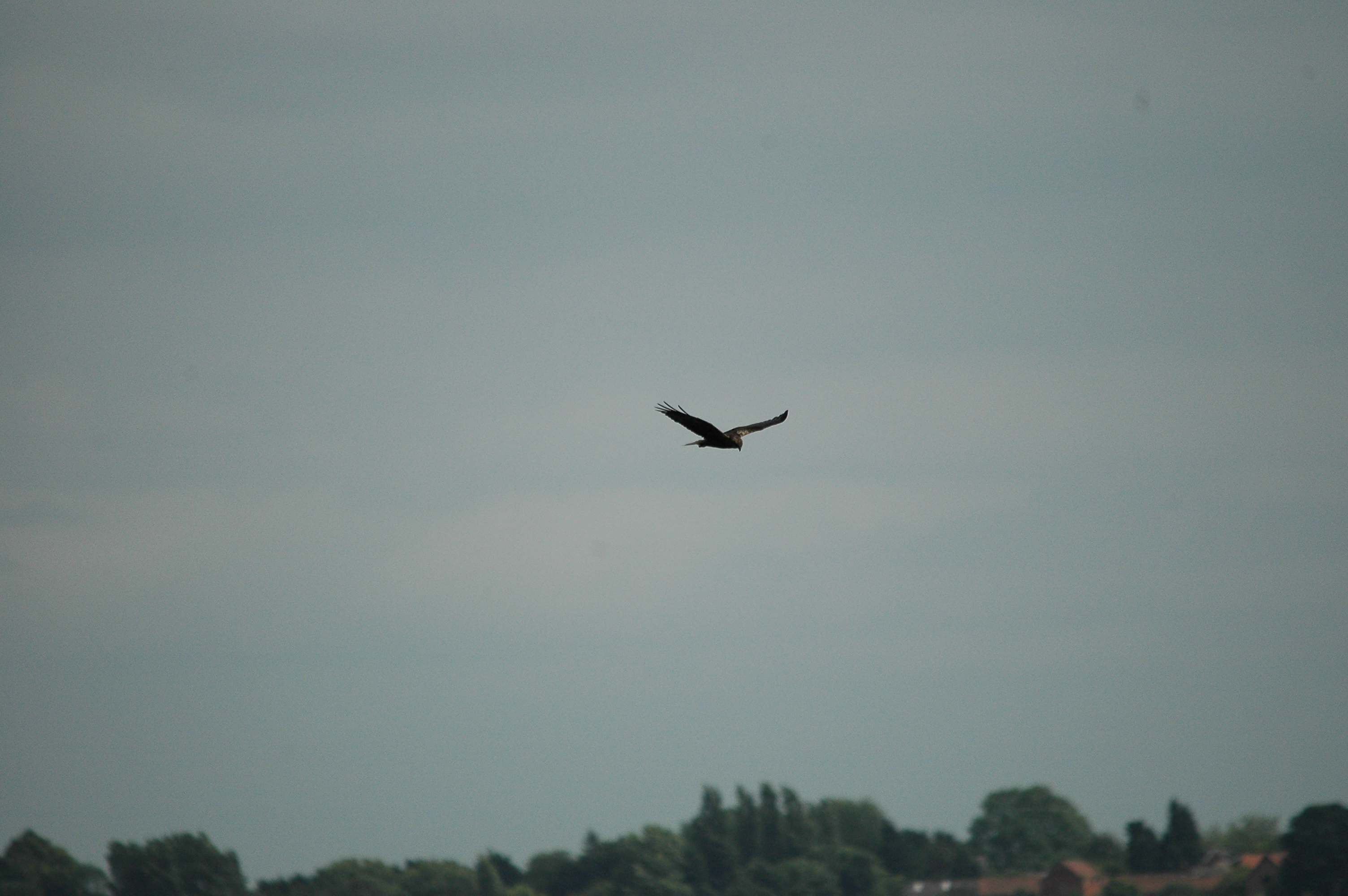 photos/wildlife/Bird_Species/032-Hawks-Eagles-Harriers-Falcons/0688-Western_Marsh-Harrier/dsc_2508.jpg