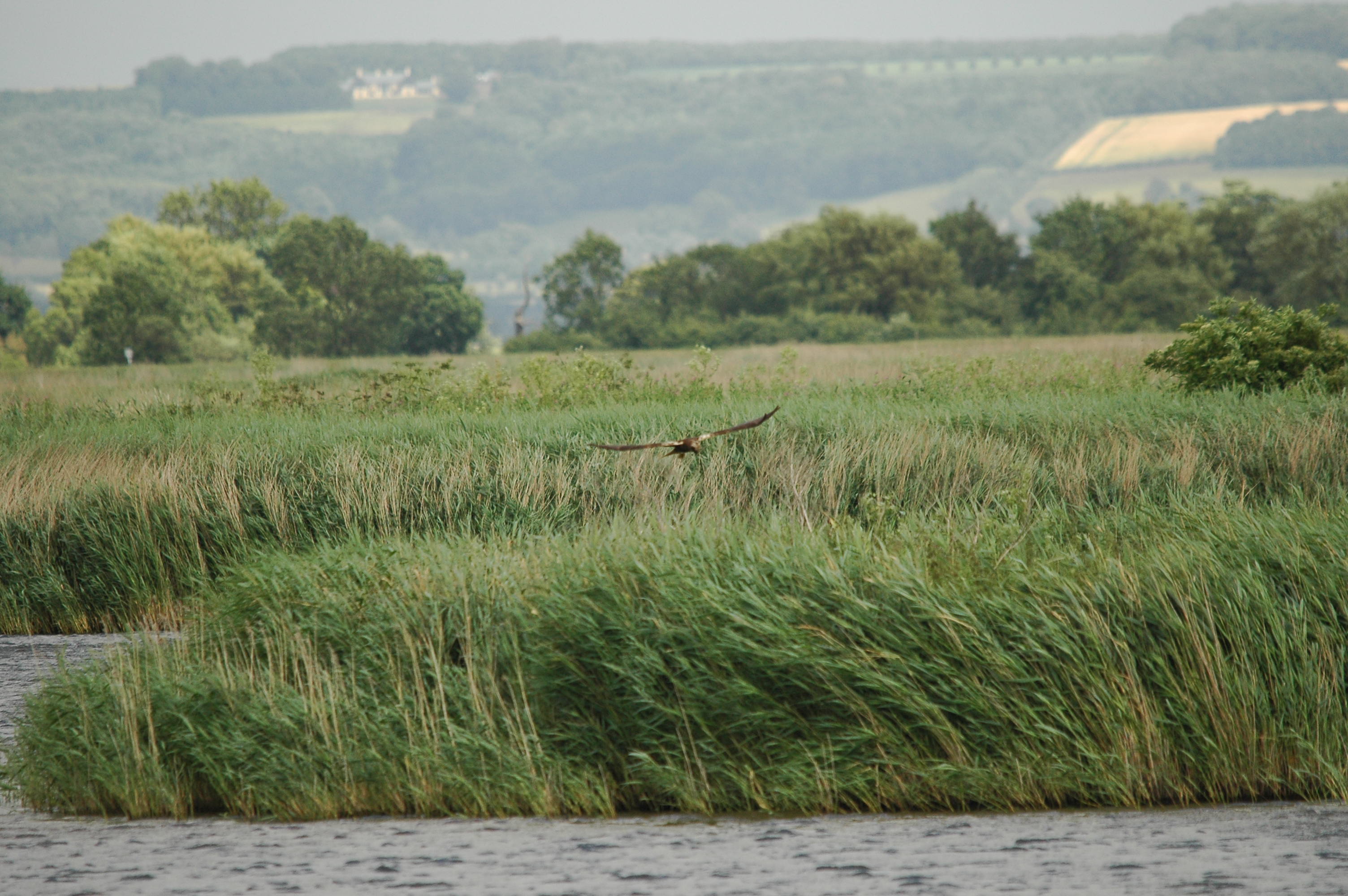 photos/wildlife/Bird_Species/032-Hawks-Eagles-Harriers-Falcons/0688-Western_Marsh-Harrier/dsc_2509.jpg