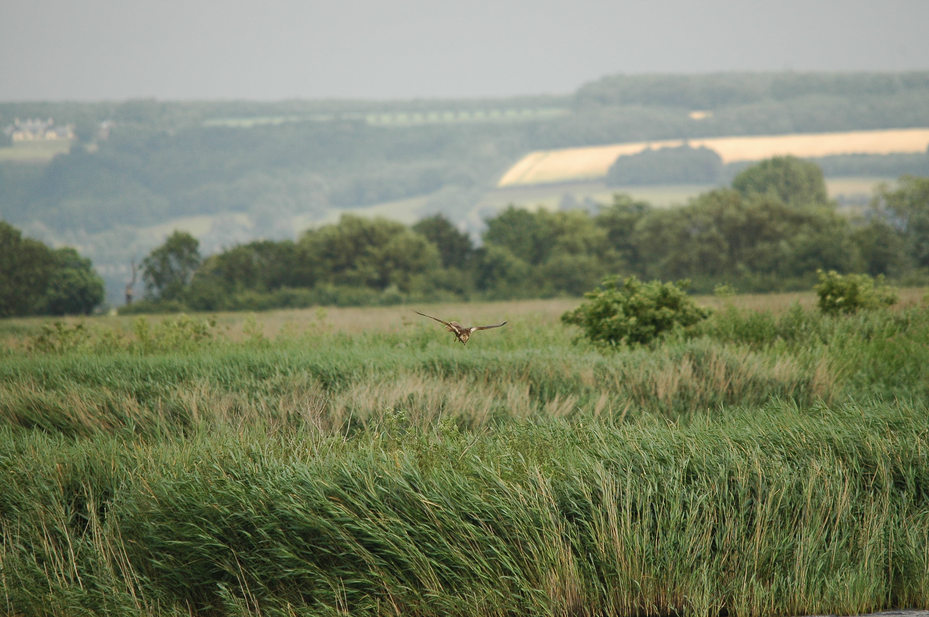 photos/wildlife/Bird_Species/032-Hawks-Eagles-Harriers-Falcons/0688-Western_Marsh-Harrier/dsc_2511.jpg