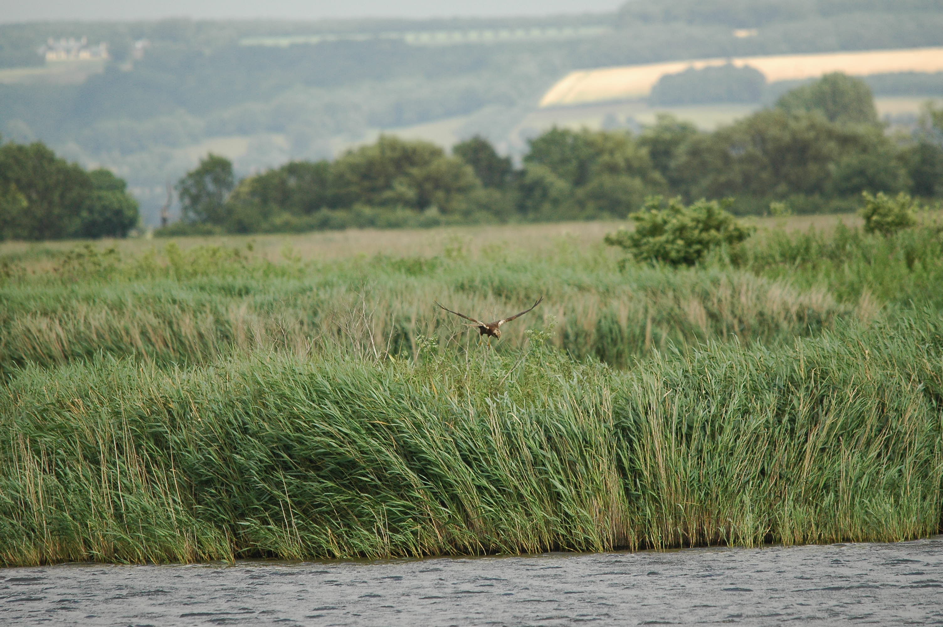 photos/wildlife/Bird_Species/032-Hawks-Eagles-Harriers-Falcons/0688-Western_Marsh-Harrier/dsc_2512.jpg